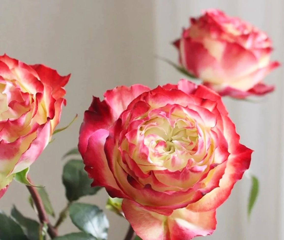 Rose Apple Jack 苹果杰克, Non-Grafted/Own Root. disease-resistant plant, Continual Blooming.