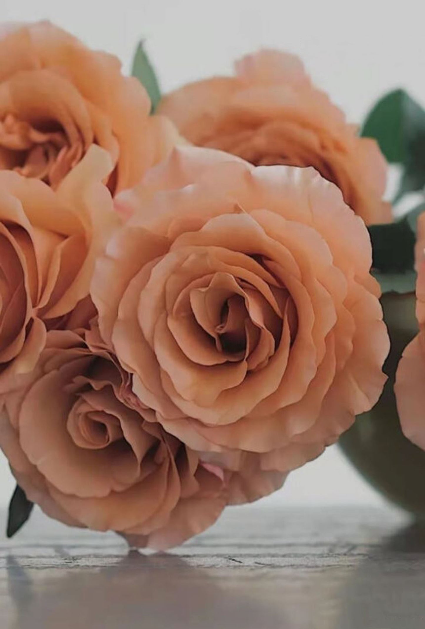 RP Moab 莫泊,Florist Shrub Rose,Upright, Heat-tolerant, disease-resistant, Non-Grafted/Own Root.