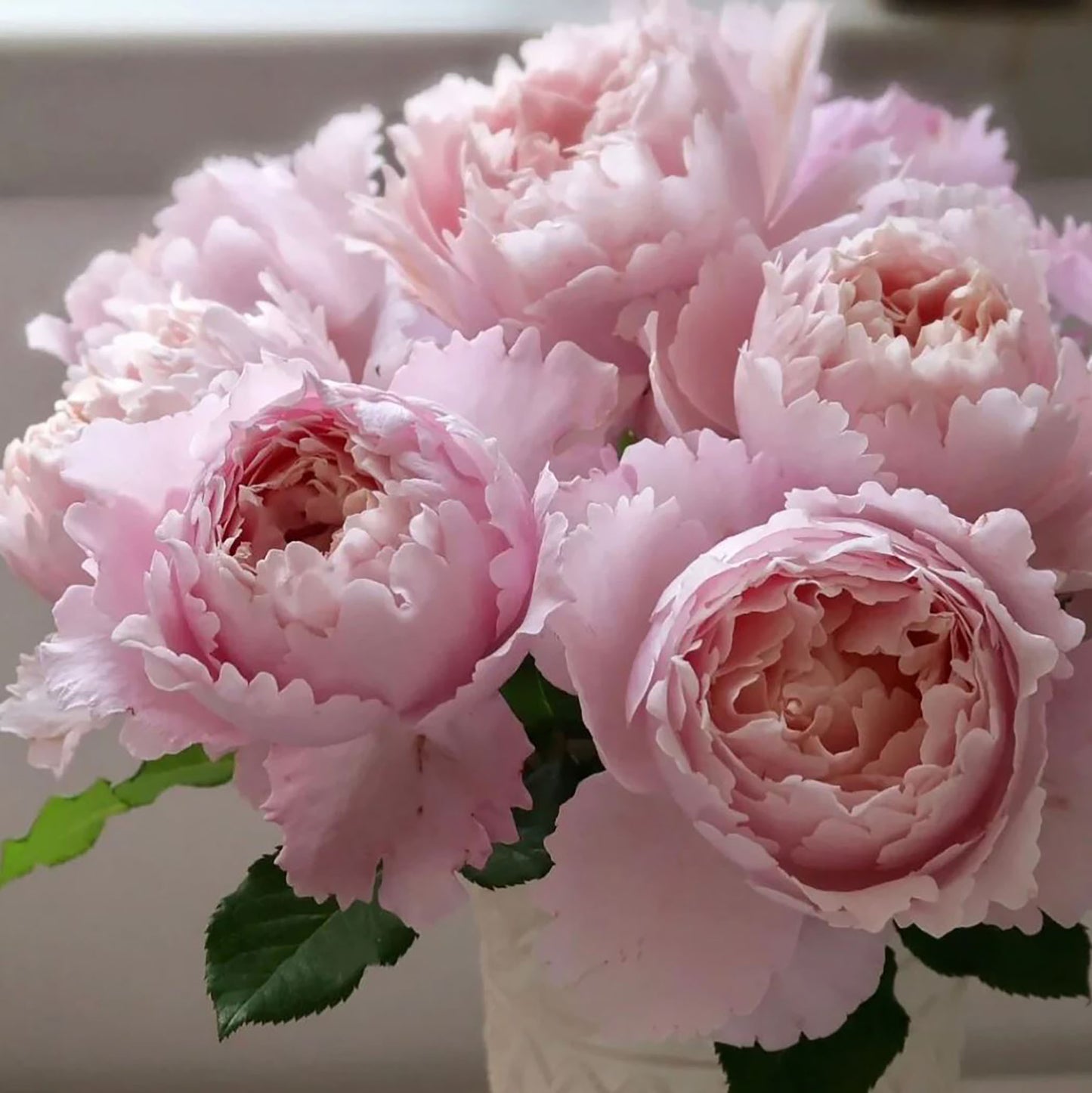 #SPF065,French Florist Shrub Rose, Non-Grafted/Own Root.