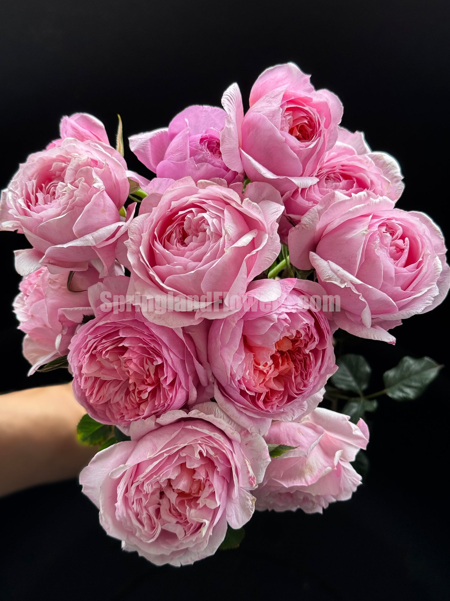 #SPJ159,Fée Clochette 铃之妖精, Floribunda Rose, Non-Grafted/Own Root.Yearlong flower buds. Perfect for small gardens.