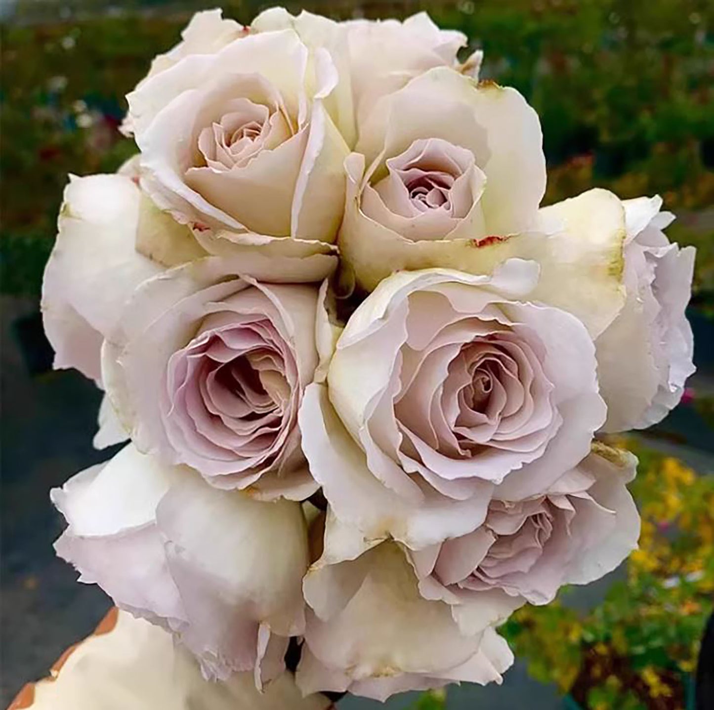 #SPJ169, Winged Angel of Light /Ailes 第九天使/光之翼天使 , Japanese Shrub Rose Non-Grafted/Own Root.河本纯子.