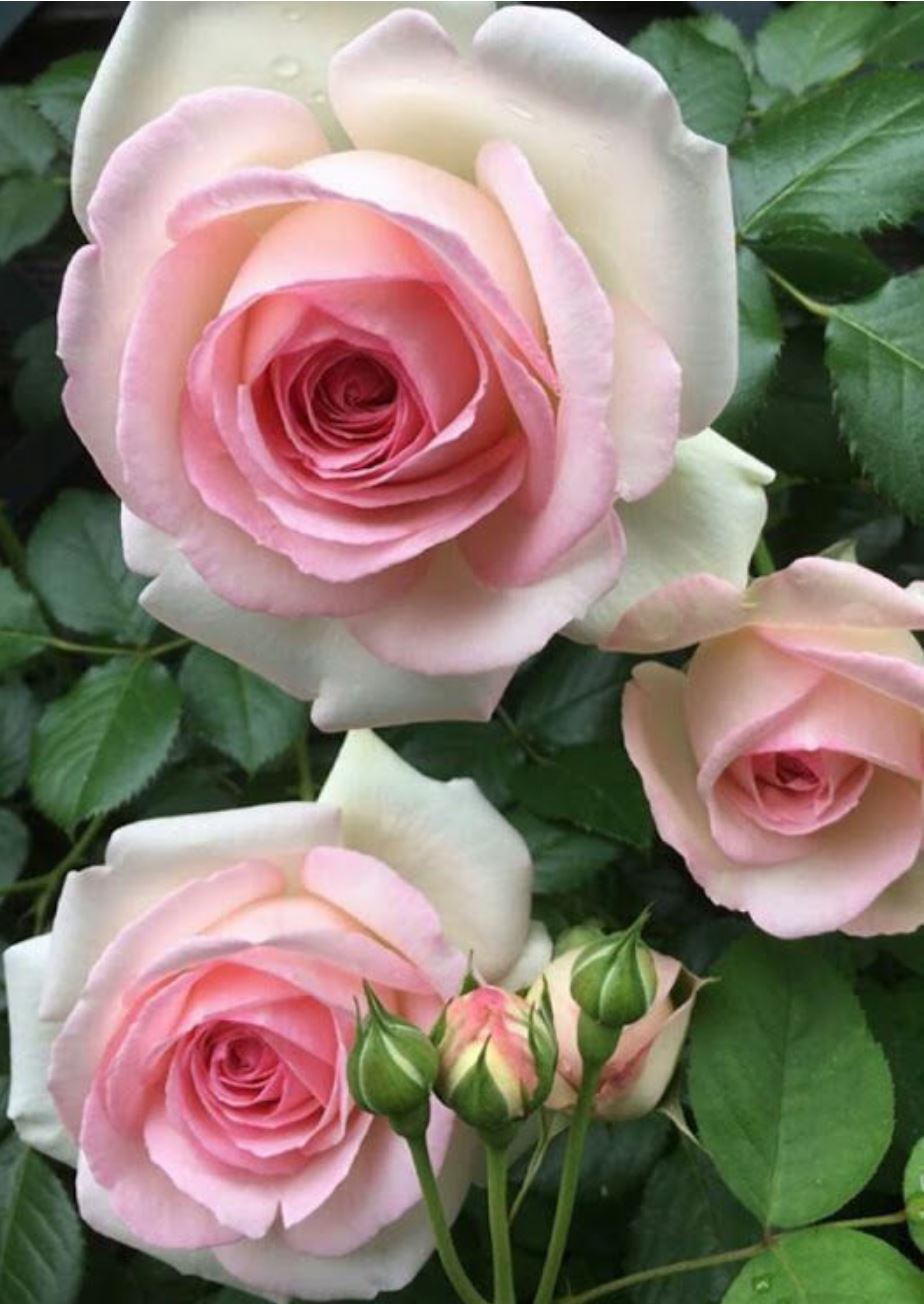 #SPJ179,Mona Lisa 蒙娜丽莎, Japanese Shrub Rose, Non-Grafted/Own Root.
