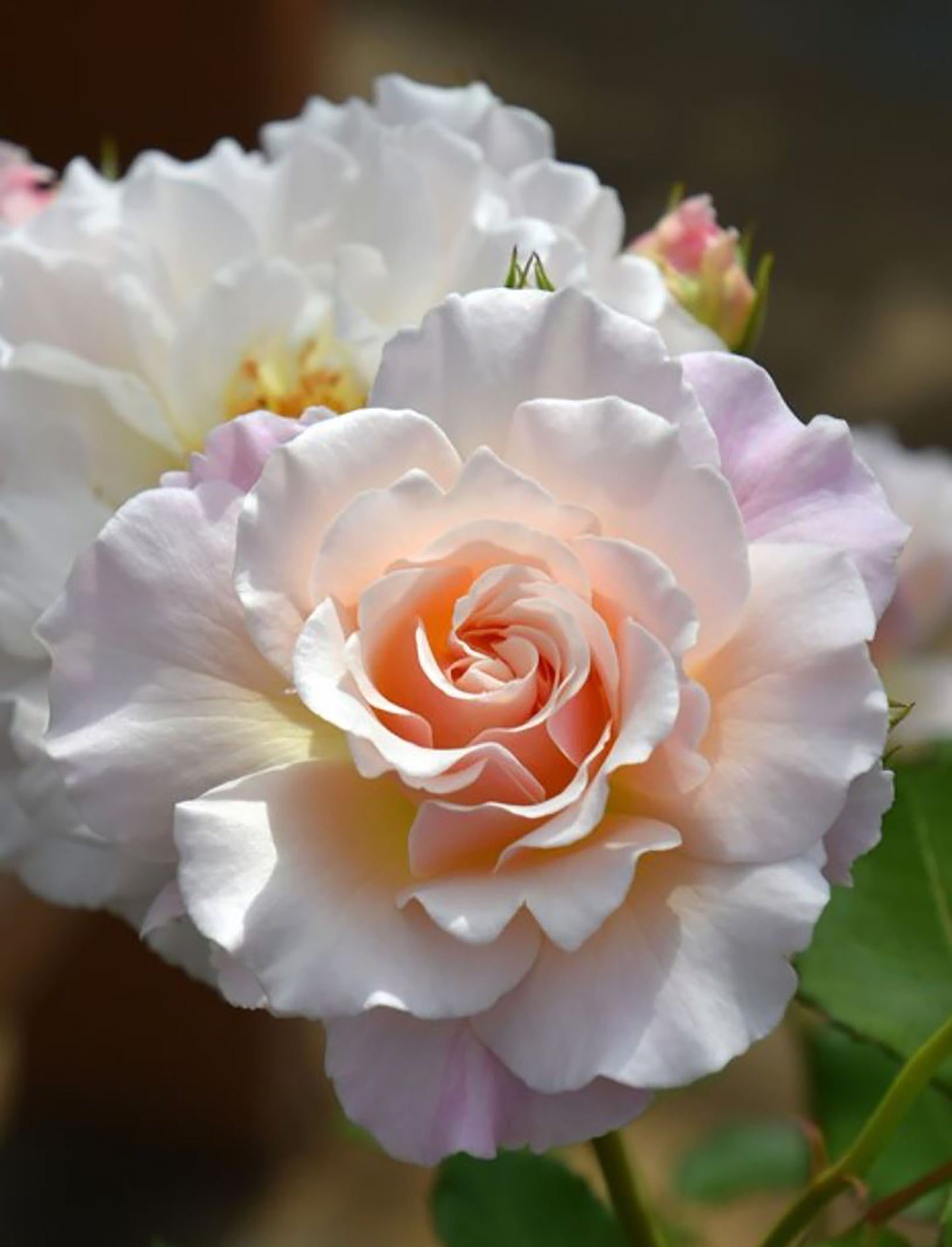 #SPJ050,extremely similar to Chou Chou 闪闪发光, Japanese Floribunda Rose, Non-Grafted/Own Root.