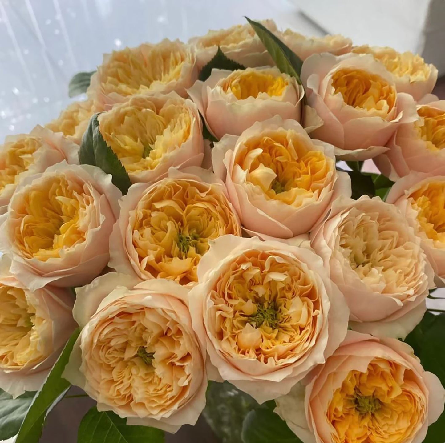 #SPN073, Golden Vuvuzela 金色珊瑚心, Florist Shrub Rose, Non-Grafted/Own Root.