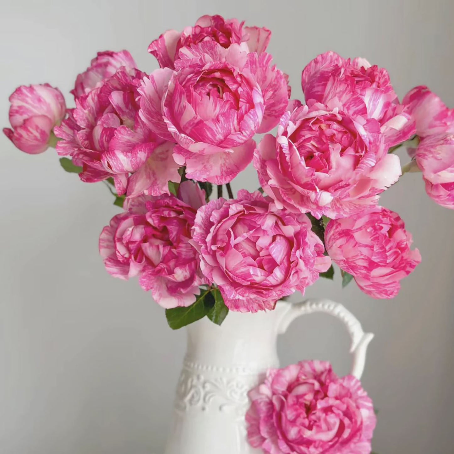 #SPJ170, Yves Splash 伊芙飞溅 , Japanese Shrub Rose, Strong Fragrance, Non-Grafted/Own Root.
