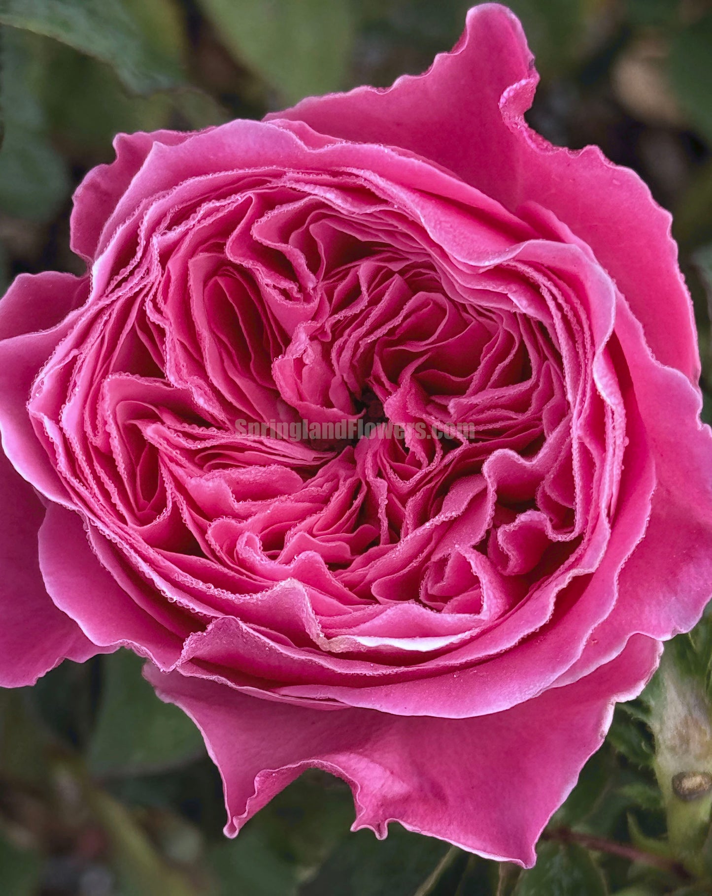#SPJ110,Yu-zen 友禅, Japanese Florist Shrub Rose, Non-Grafted/Own Root.