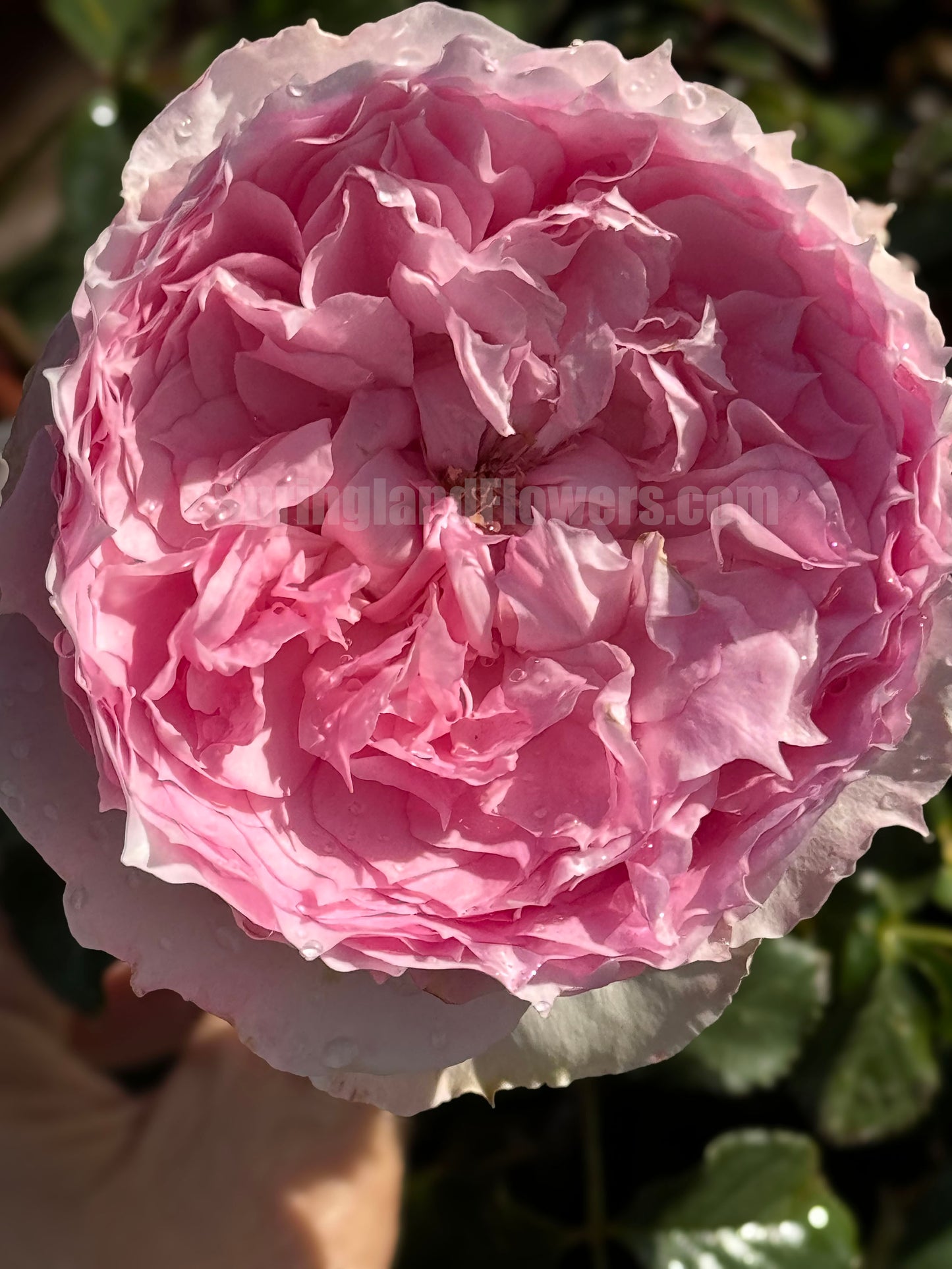 #SPC226, RongRongYue 溶溶月,Chinese Floribunda Rose.