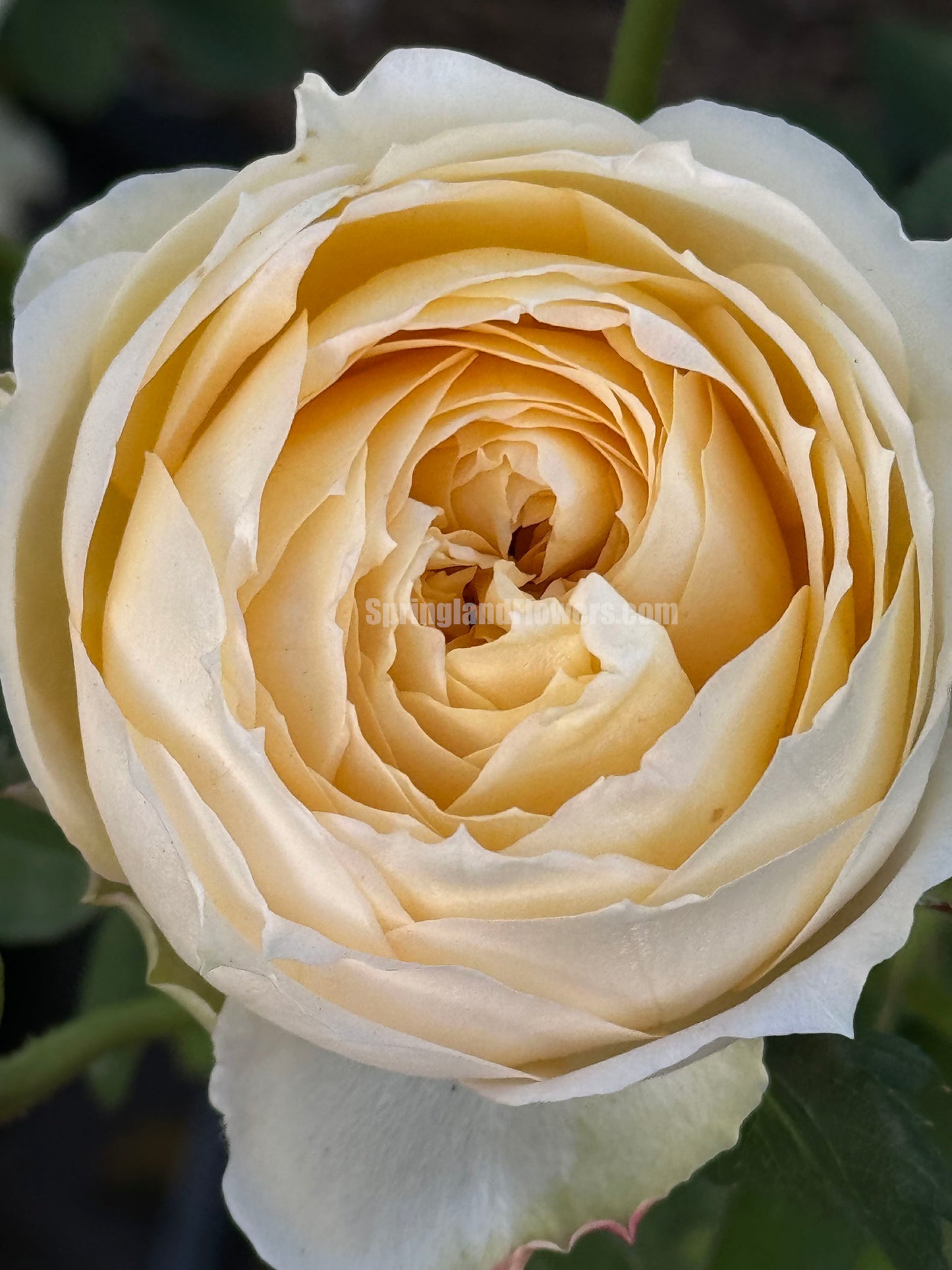 #SPG017 , Caramel Antike 焦糖古董, German Florist Shrub Rose, Non-Grafted/Own Root.
