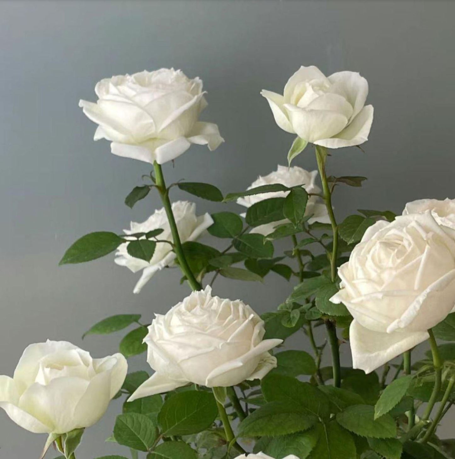 #SPJ145,Roads of wedding 婚礼之路,Japanese Florist Shrub Rose. Non-Grafted/Own Root.