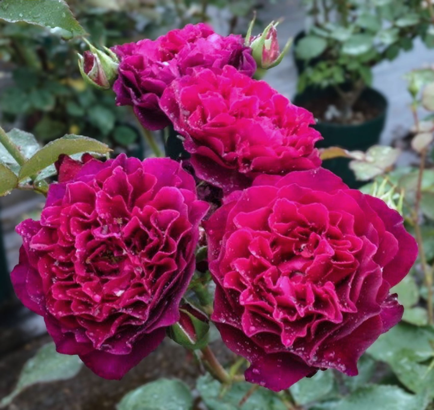 #SPJ148,Velvety Twilight 暮光之城,Japanese Floribunda Rose, Non-Grafted/Own Root.
