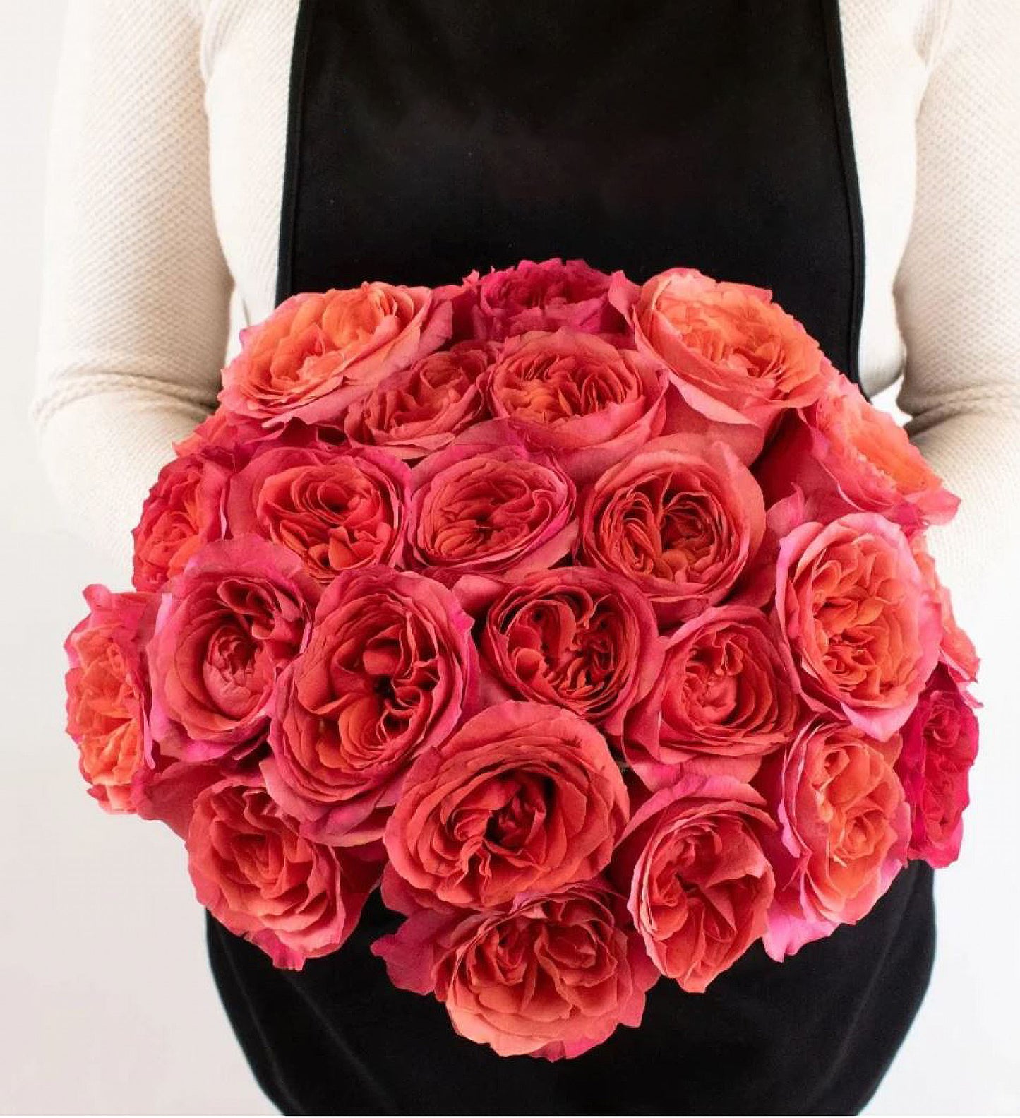 #SPN119,Extremely Similar to Dark X-pression 黑暗激情/黑暗爆炸, Florist Shrub Rose.