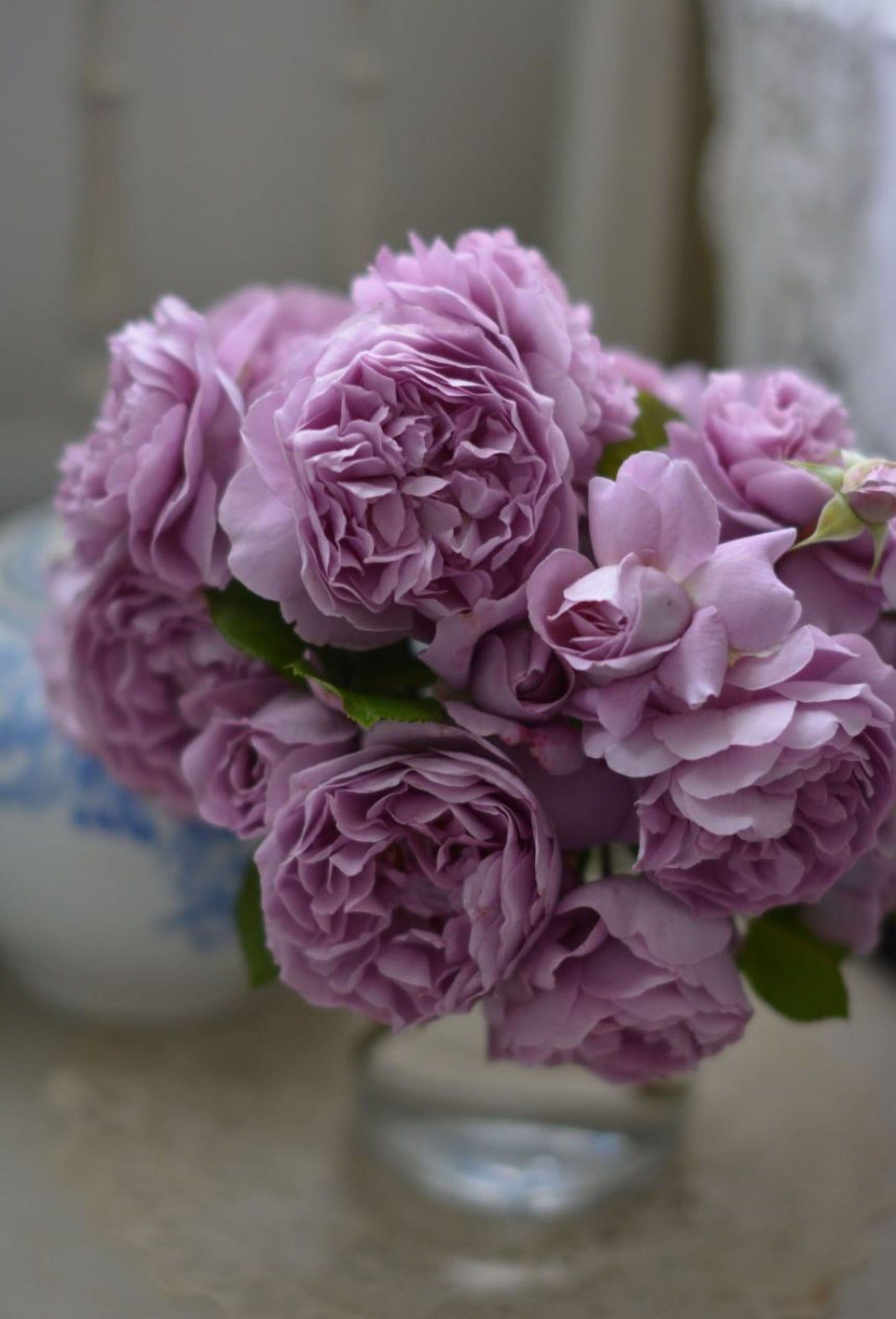 #SPJ132,NEW ! 2023. Rêverie 河本梦想, Japanese Floribunda Rose, Non-Grafted/Own Root.