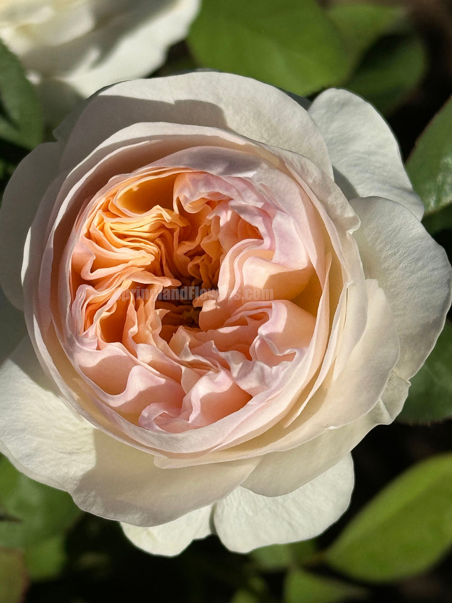#SPJ152, Extremely Similar to Tinkerbell 昭君,Florist Shrub Rose, Non-Grafted/Own Root.