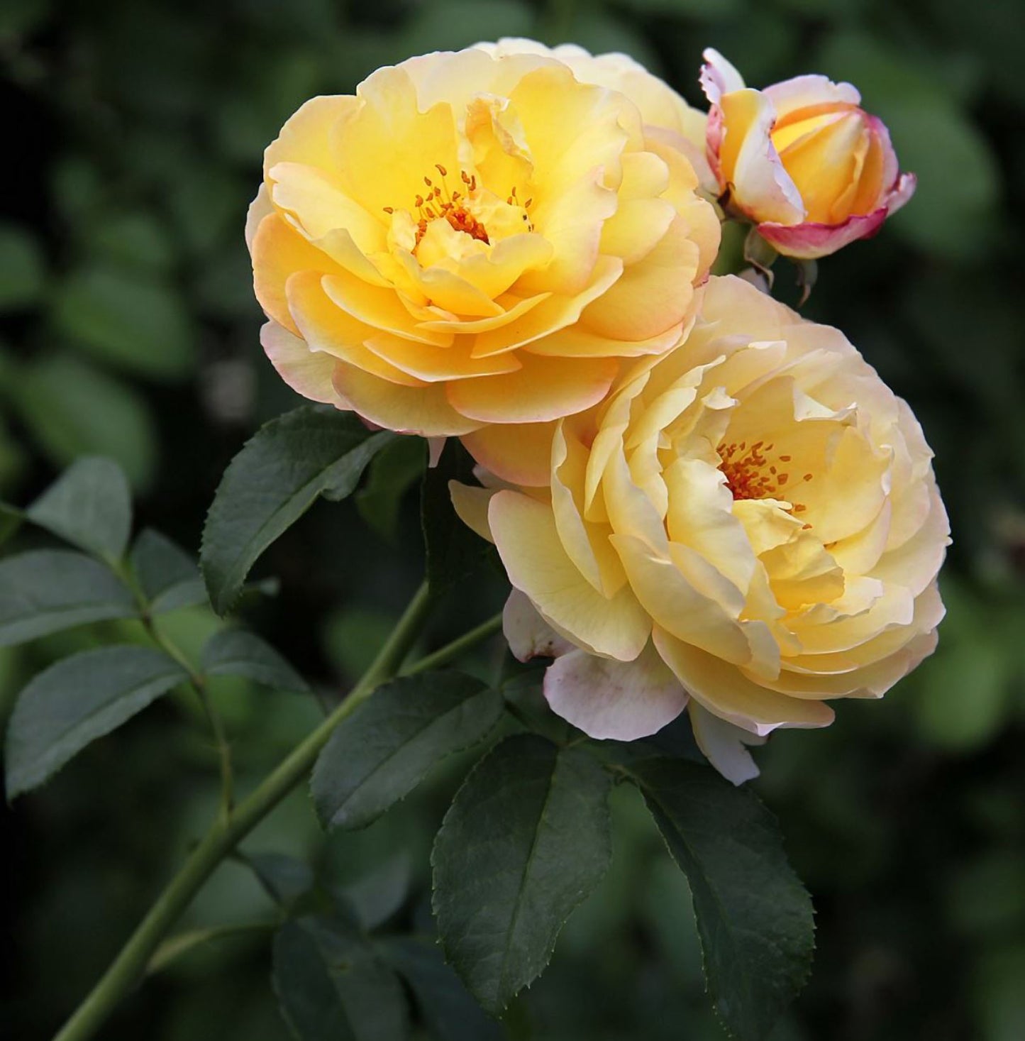#SPF247,Extremely Similar to Chateau de Cheverny 黄金城堡,Climbing & Shrub Roses, Non-Grafted/Own Root.