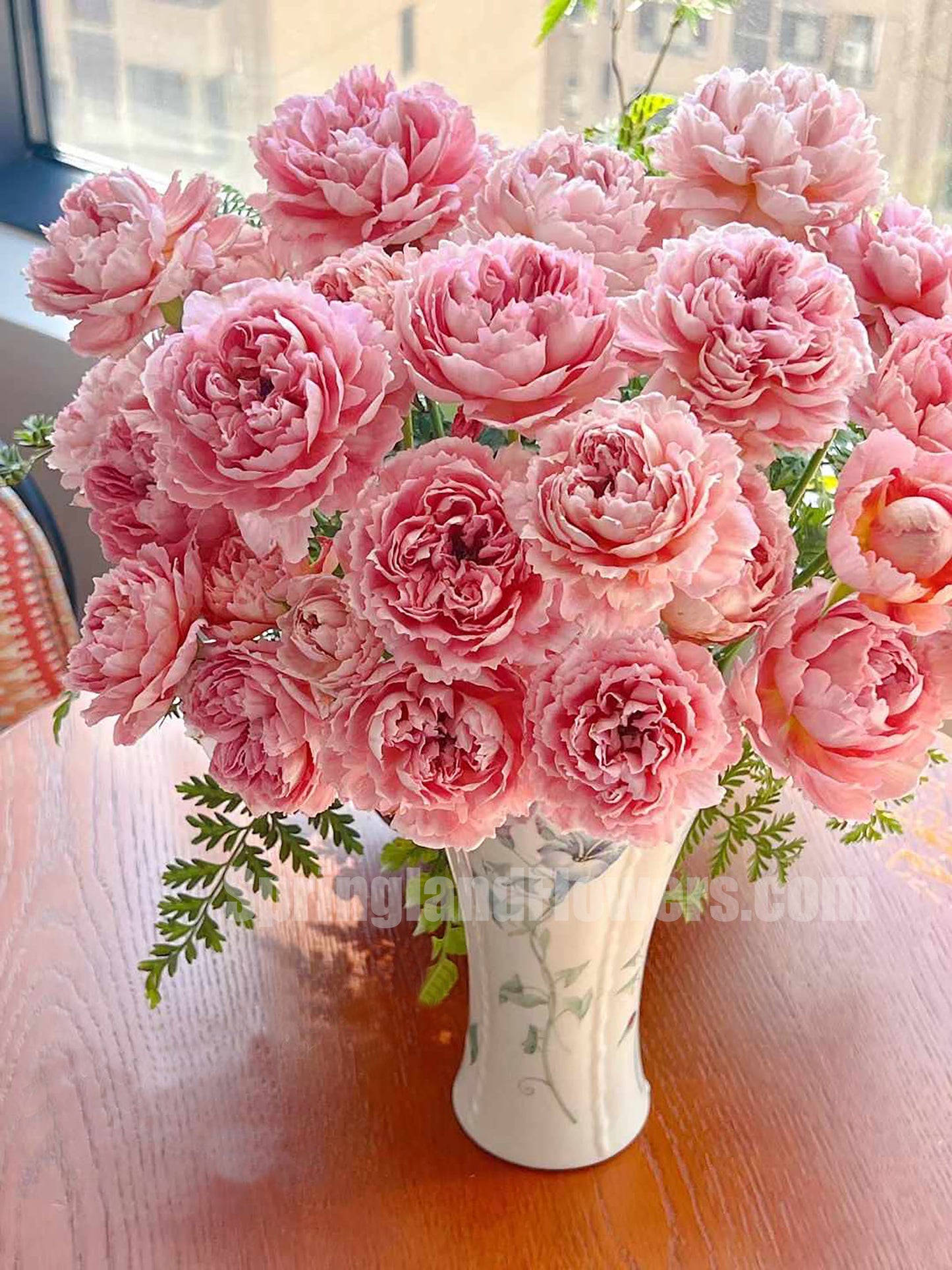 #SPJ094 ,Sunset Blush 羞颜, Japanese Florist Shrub Rose,Non-Grafted/Own Root.