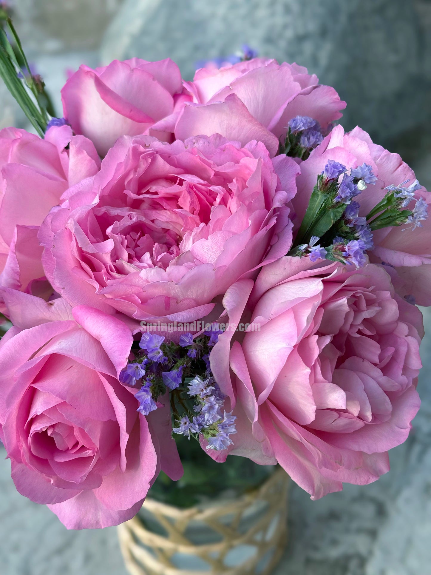 #SPJ098,Rien Rose 河本绊,Japanese Floribunda Rose,Fragrant and Thornless, Strong Disease Resistance, Non-Grafted/Own Root.