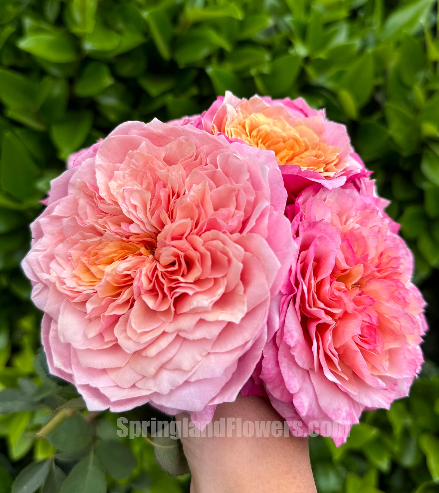 #SPJ035, Miyabi 雅,Florist Shrub Rose, Non-Grafted/Own Root.