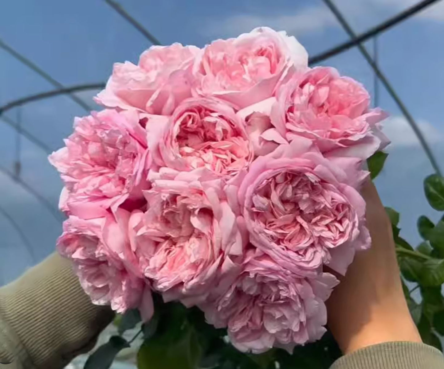 #SPG041,German Florist Shrub Rose, Heat-tolerant, disease-resistant, Non-Grafted/Own Root.
