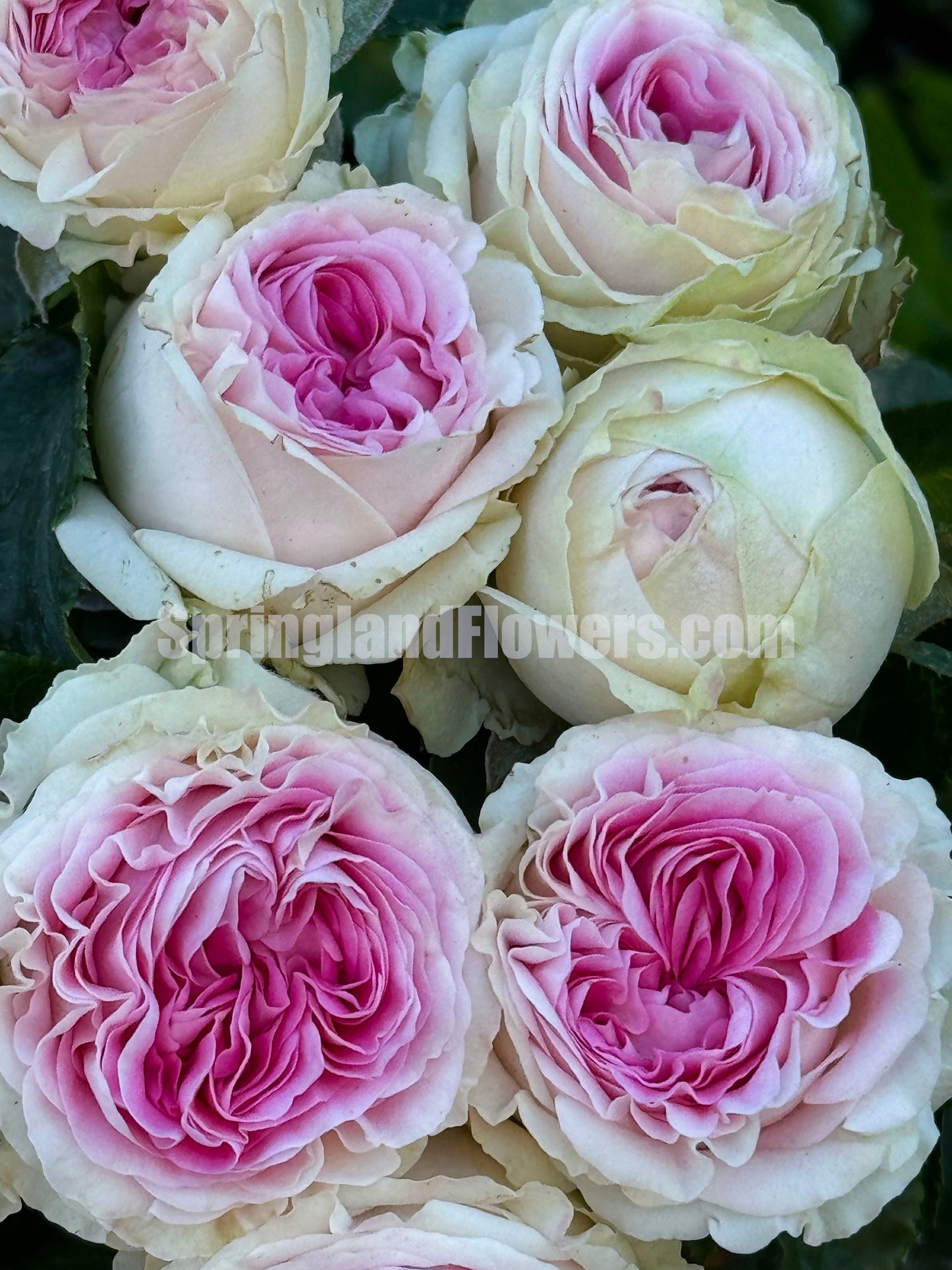 #SPN057,extremely similar to Gelato 冰淇淋, Netherlands Florist Floribunda Rose,Heat-tolerant, disease-resistant, Non-Grafted/Own Root.