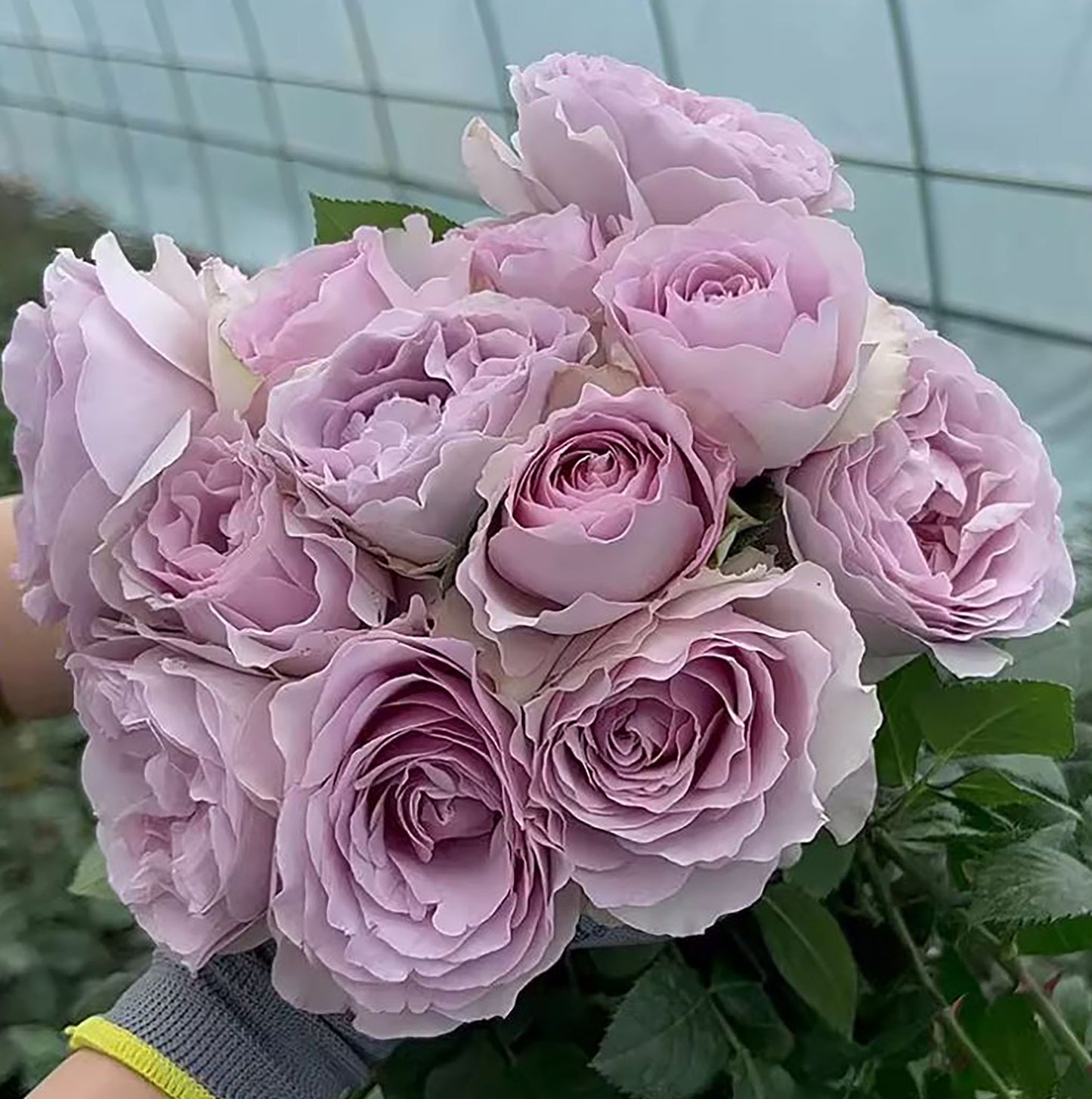 #SPJ157, NEW! Camille 卡米尔,Japanese Climbing Rose, Disease-resistant.