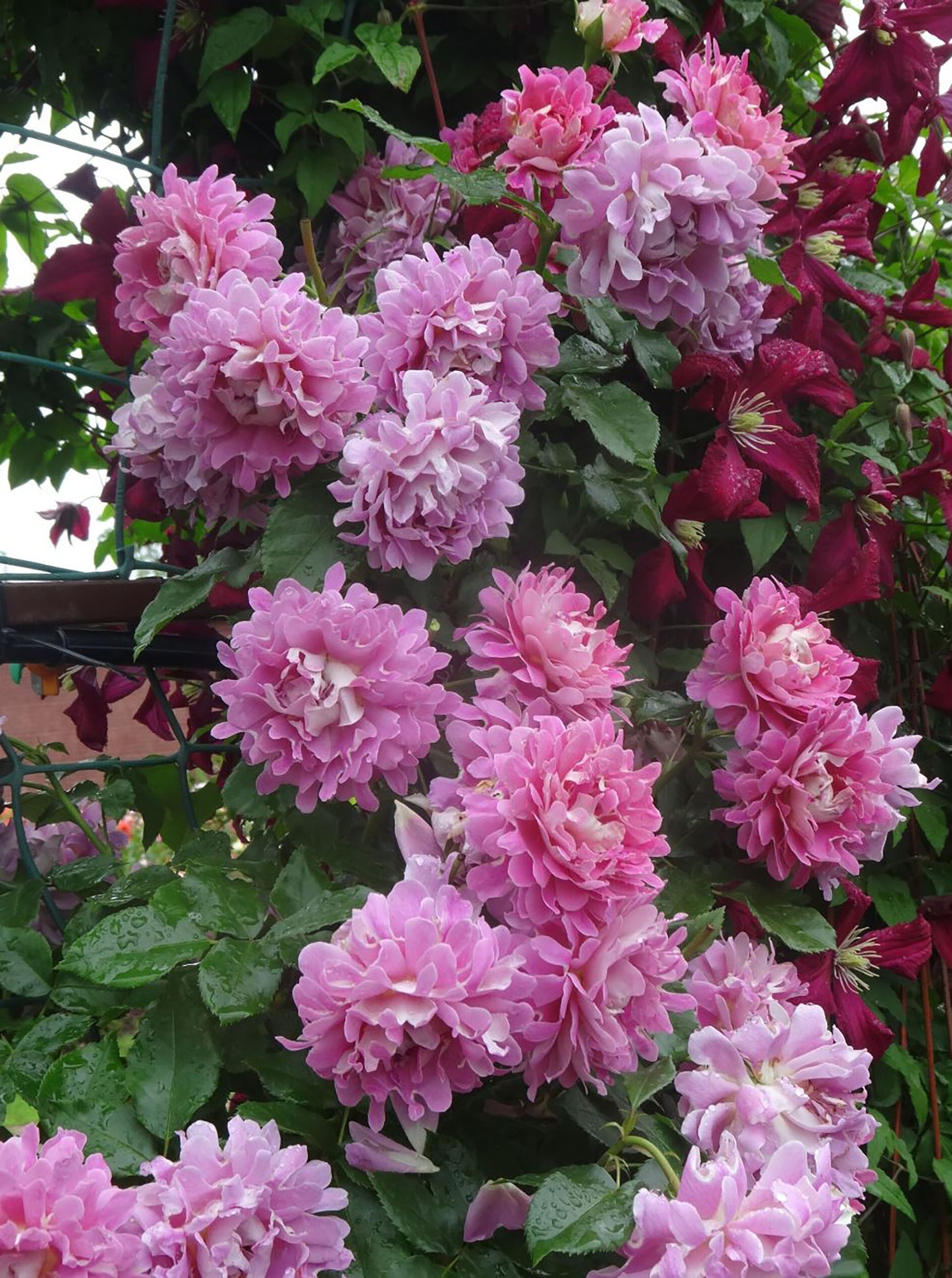 #SPN027, Fancy Ruffle 梦幻褶边, Netherlands Climbing Rose , Non-Grafted/Own Root.