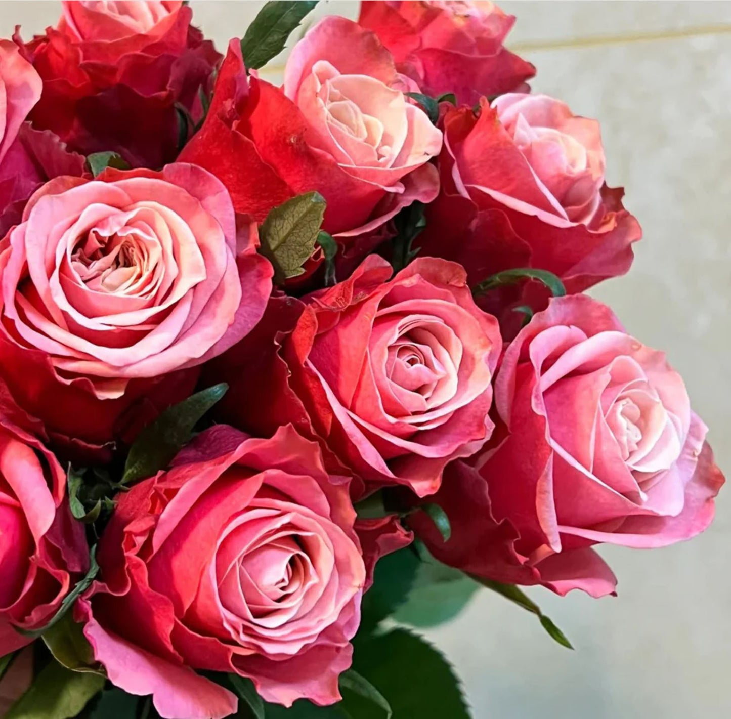 Alter Ego 闺蜜,French Floribunda Florists Rose. Upright,Heat-tolerant, disease-resistant, Non-Grafted/Own Root.