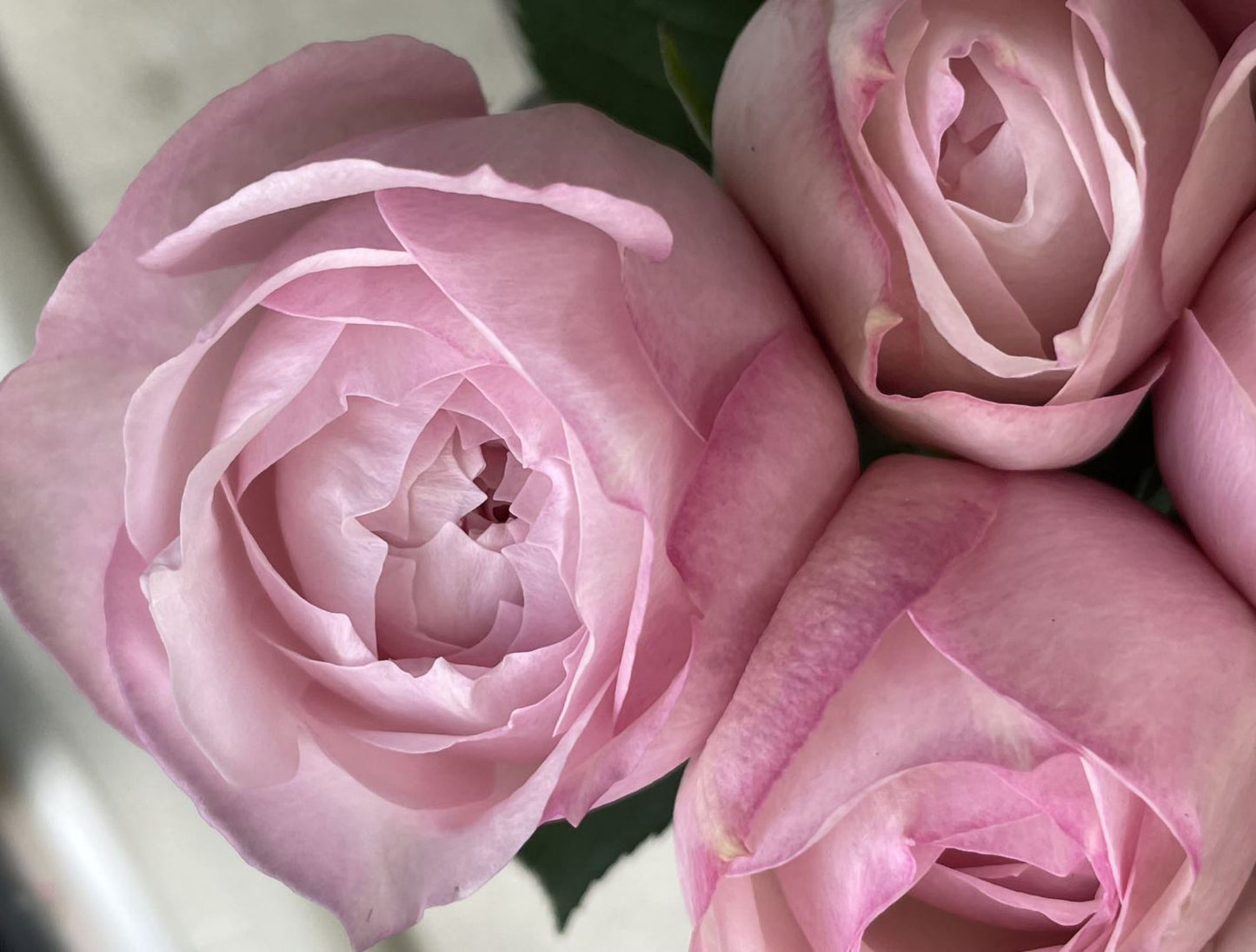 #SPJ143,Cherry Antique 樱桃古董,Japanese Shrub Rose, Non-Grafted/Own Root.