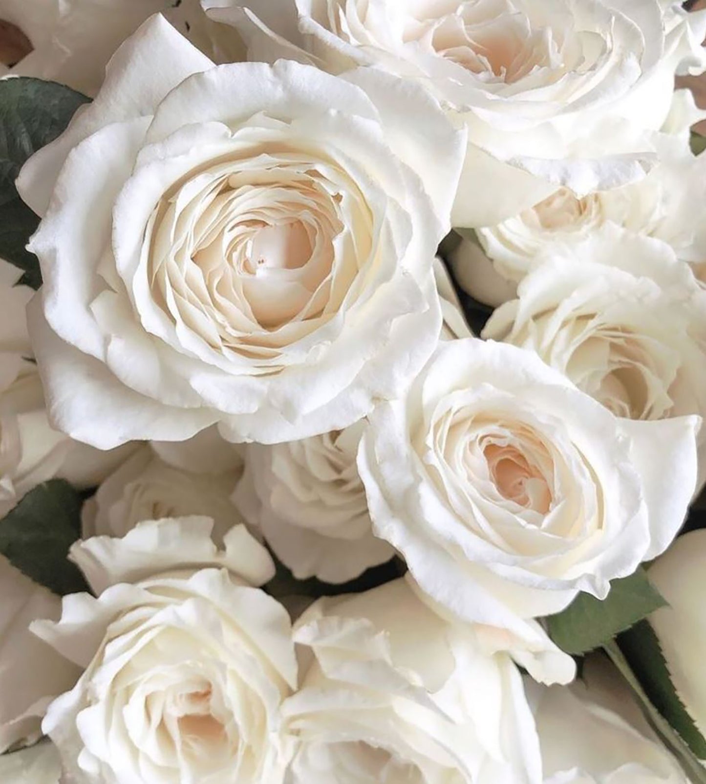 #SPJ071,  Princess Miyuki 美雪公主, Japanese Florist Shrub Rose,Large, Upright, Heat-tolerant, disease-resistant,  Non-Grafted/Own Root.