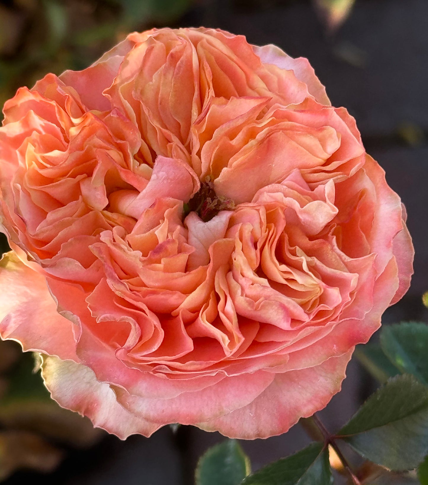 #SPN163,Funky Peach 方可桃,Florist Cutting Rose,Non-Grafted/Own Root.