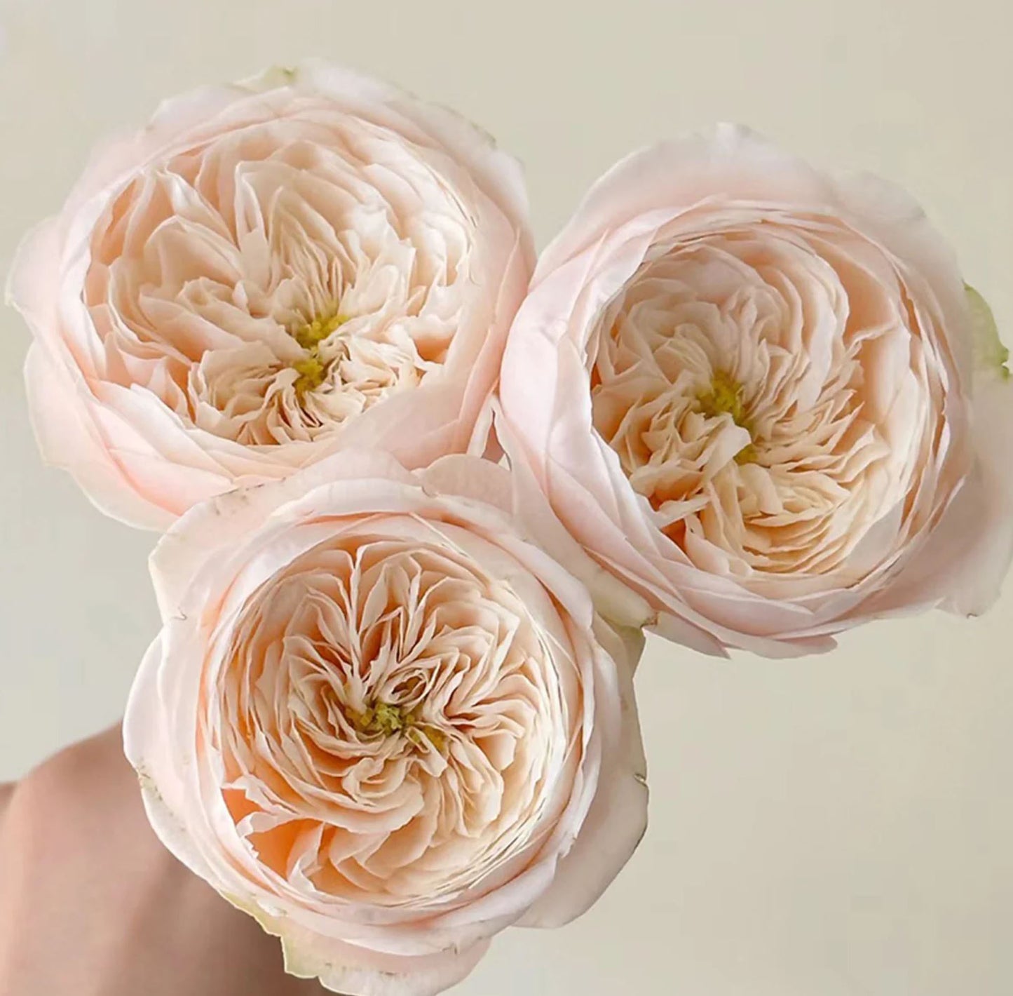 #SPN116, Darlington 达林顿, Florist Shrub Rose.
