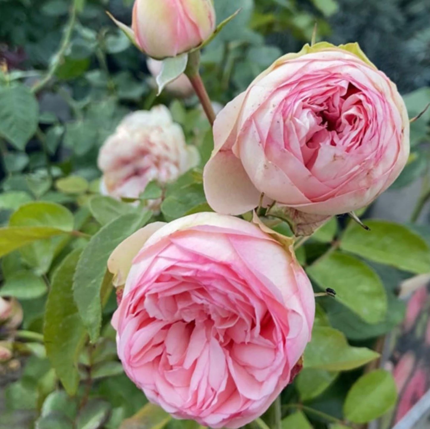 #SPG031,Charming Piano 妩媚钢琴, German Florist Shrub Rose, Non-Grafted/Own Root.
