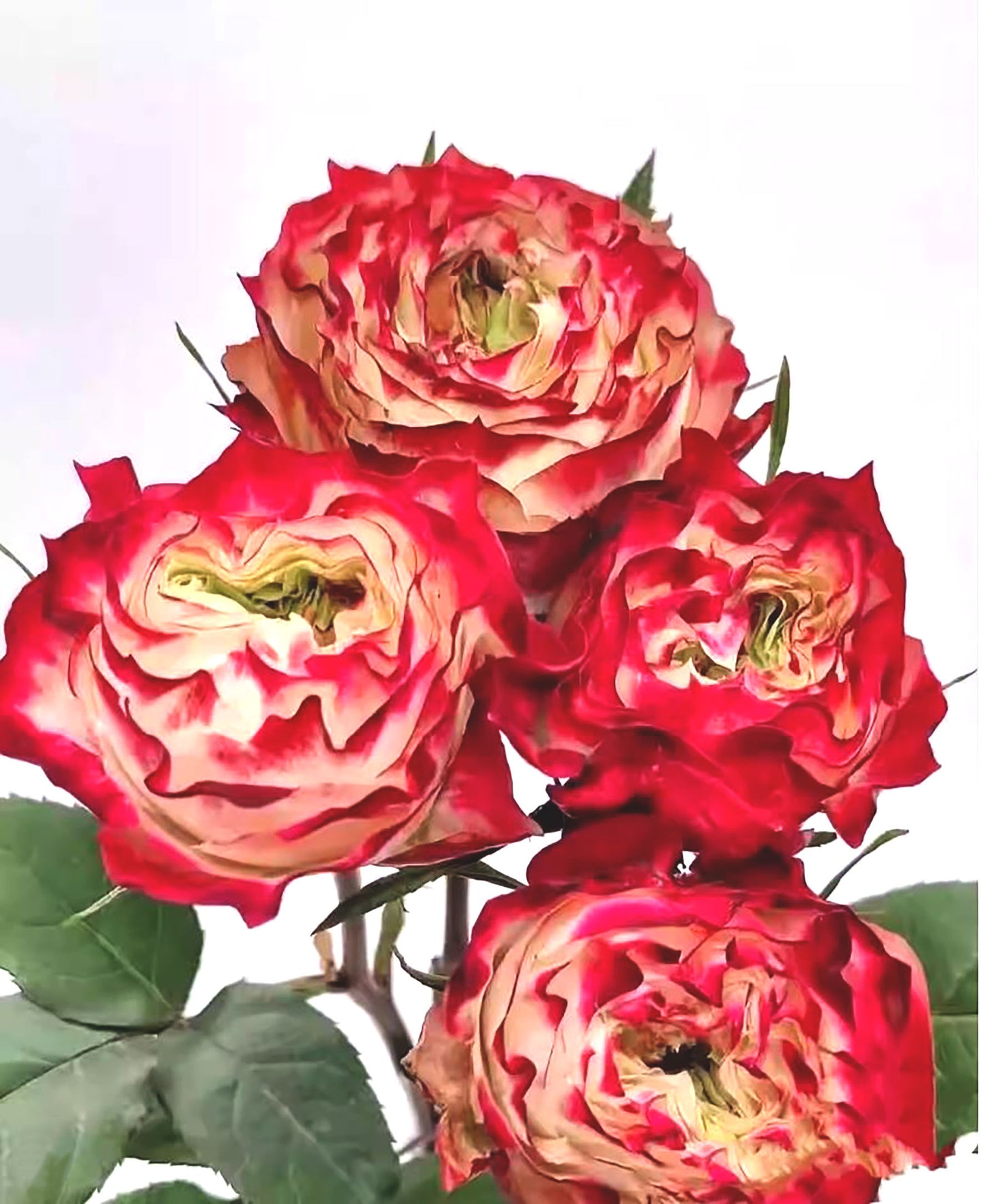 Rose Apple Jack 苹果杰克, Non-Grafted/Own Root. disease-resistant plant, Continual Blooming.