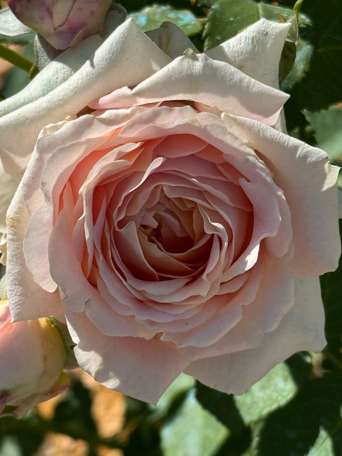 Fun in the Sun, Floribunda Rose,Heat-tolerant, disease-resistant, Non-Grafted/Own Root.
