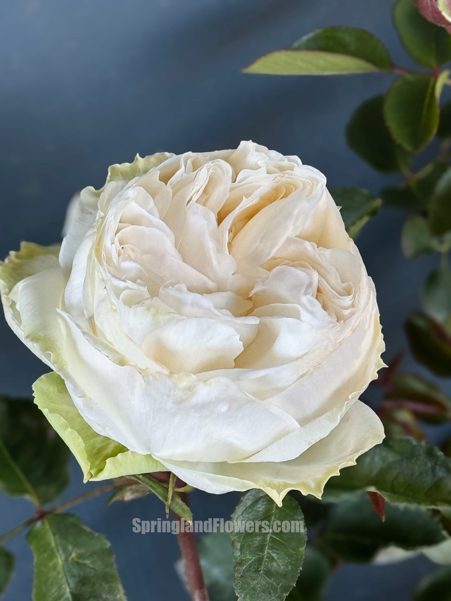 #SPJ145,Roads of wedding 婚礼之路,Japanese Florist Shrub Rose. Non-Grafted/Own Root.