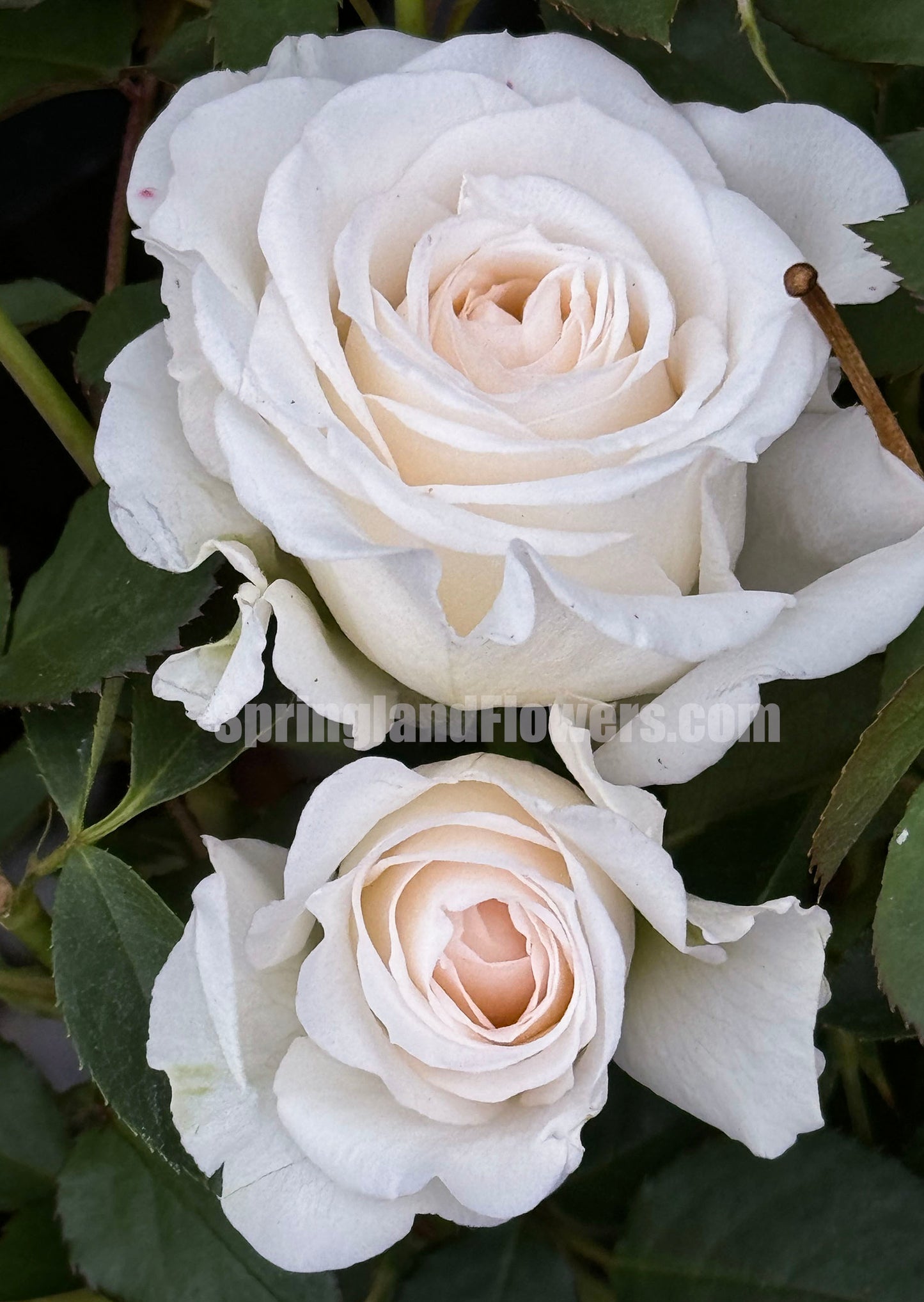 NEW ! 2021. Tranquil Dawn 青霜,Floribunda Rose,Heat-tolerant, disease-resistant, Non-Grafted/Own Root.