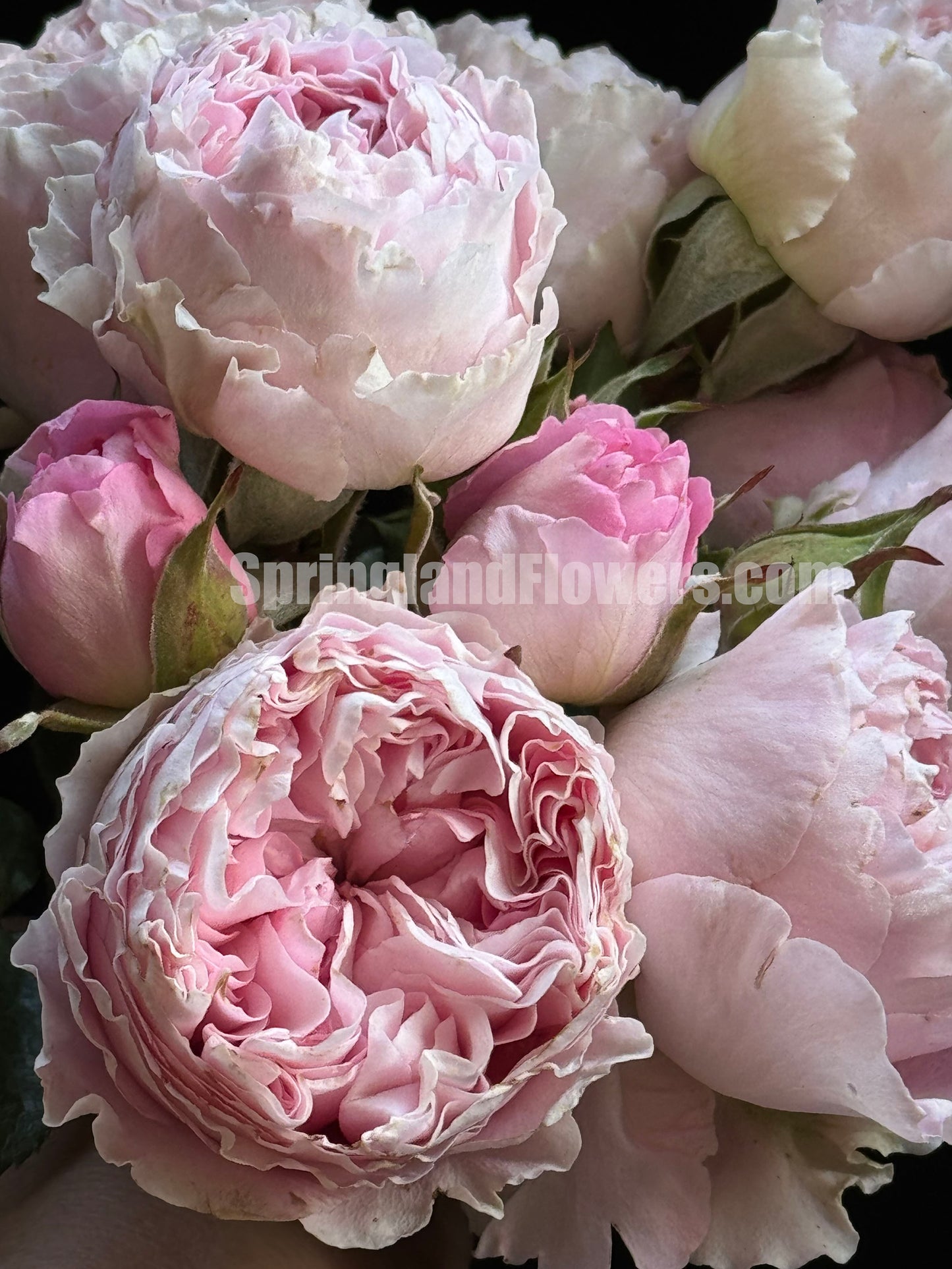#SPC194, Princess Lace 公主蕾丝, Floribunda Rose, Non-Grafted/Own Root.