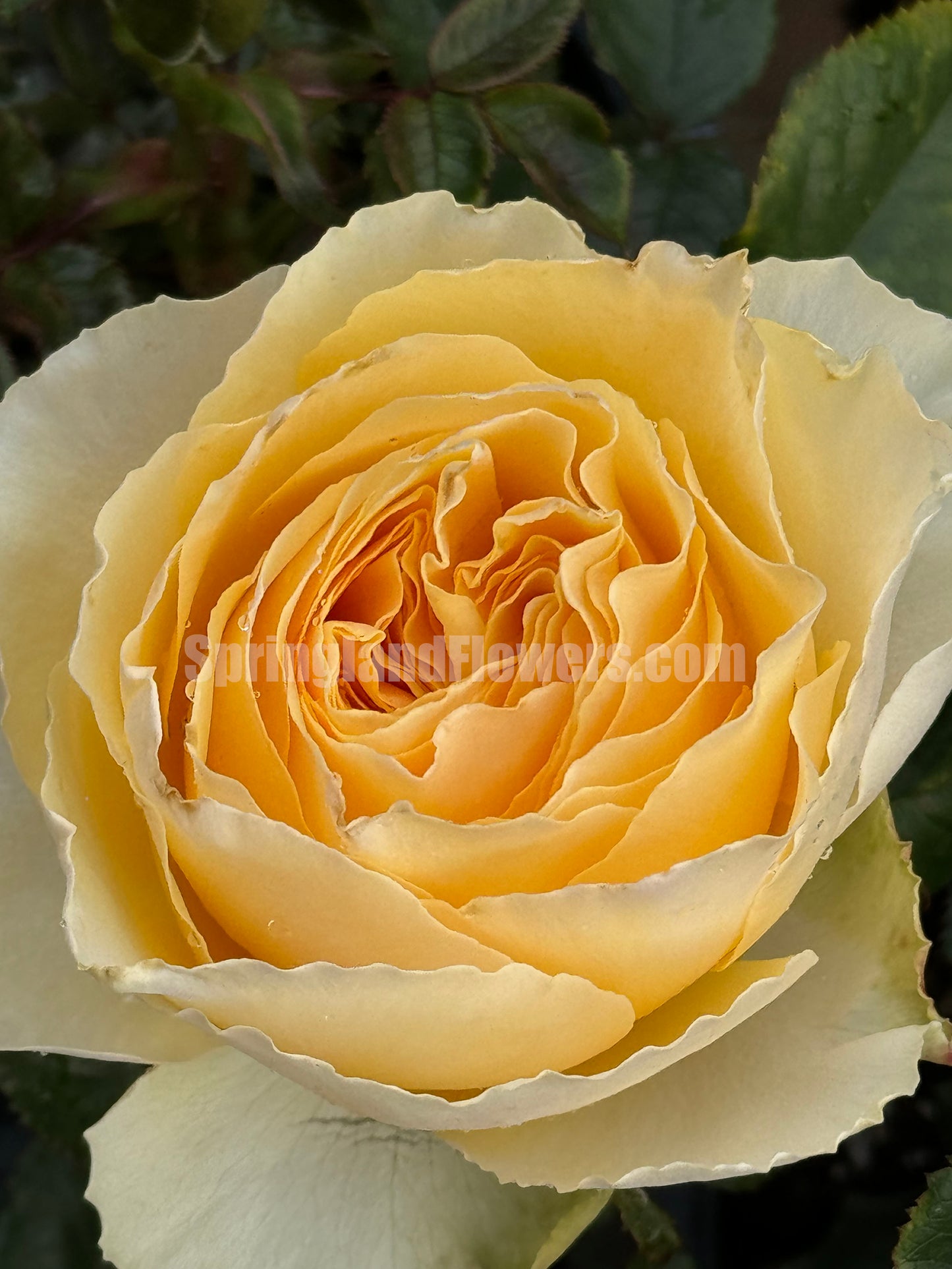 #SPJ087,Shining Smile 阳光笑容, Japanese Florist Shrub Rose, Non-Grafted/Own Root.