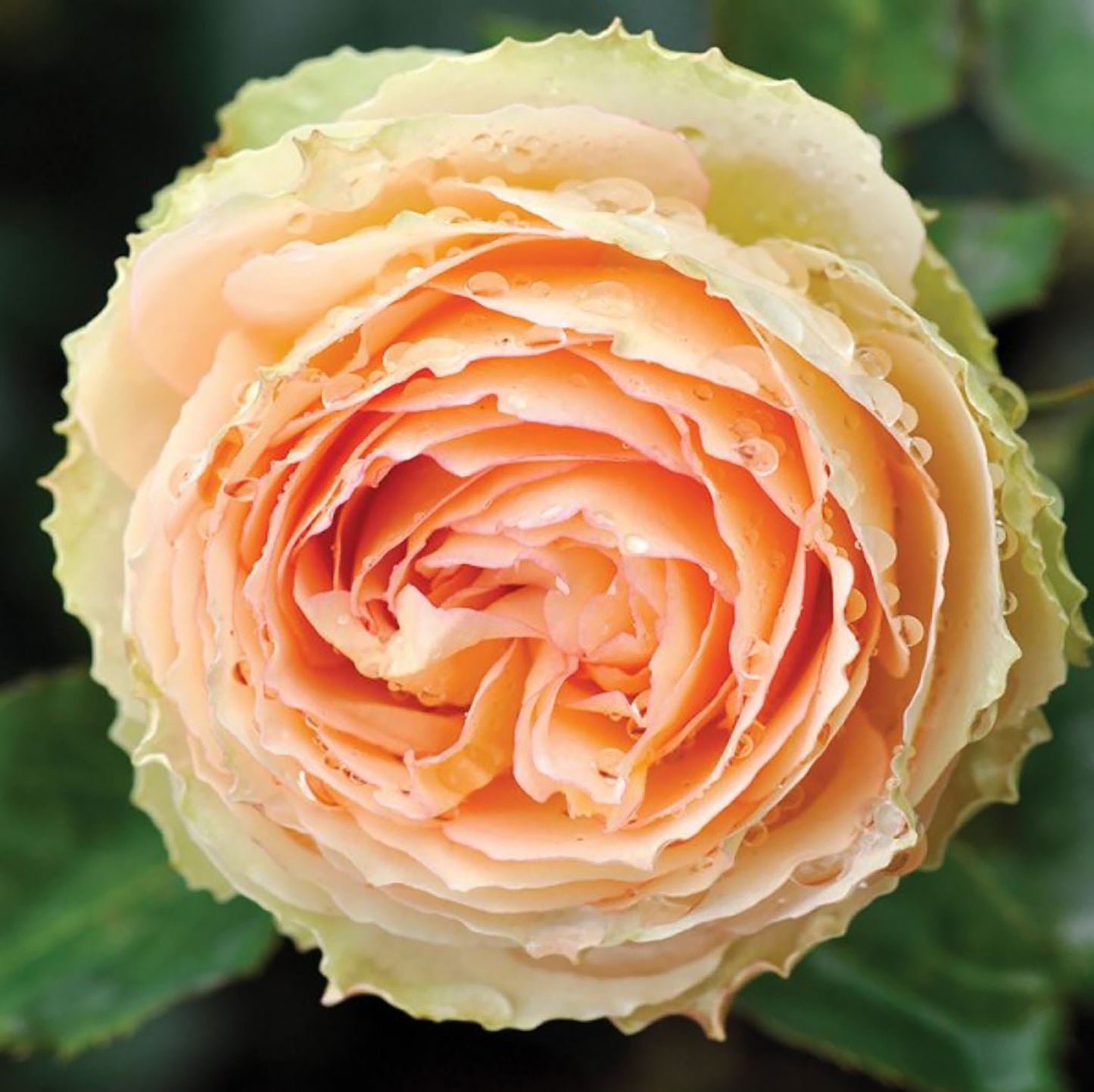 #SPN059, extremely similar to Jalitah 吉莱塔/ 四季龙沙, Netherlands Florist Shrub Rose, Heat-Resistant, Disease-Resistant, Non-Grafted/Own Root.