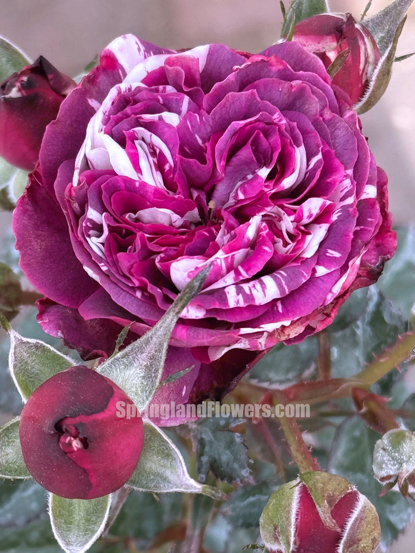 Scented Jewel 芬芳宝石 , Shrub Rose, Large Bright Orange Flower, Non-Grafted/Own Root.