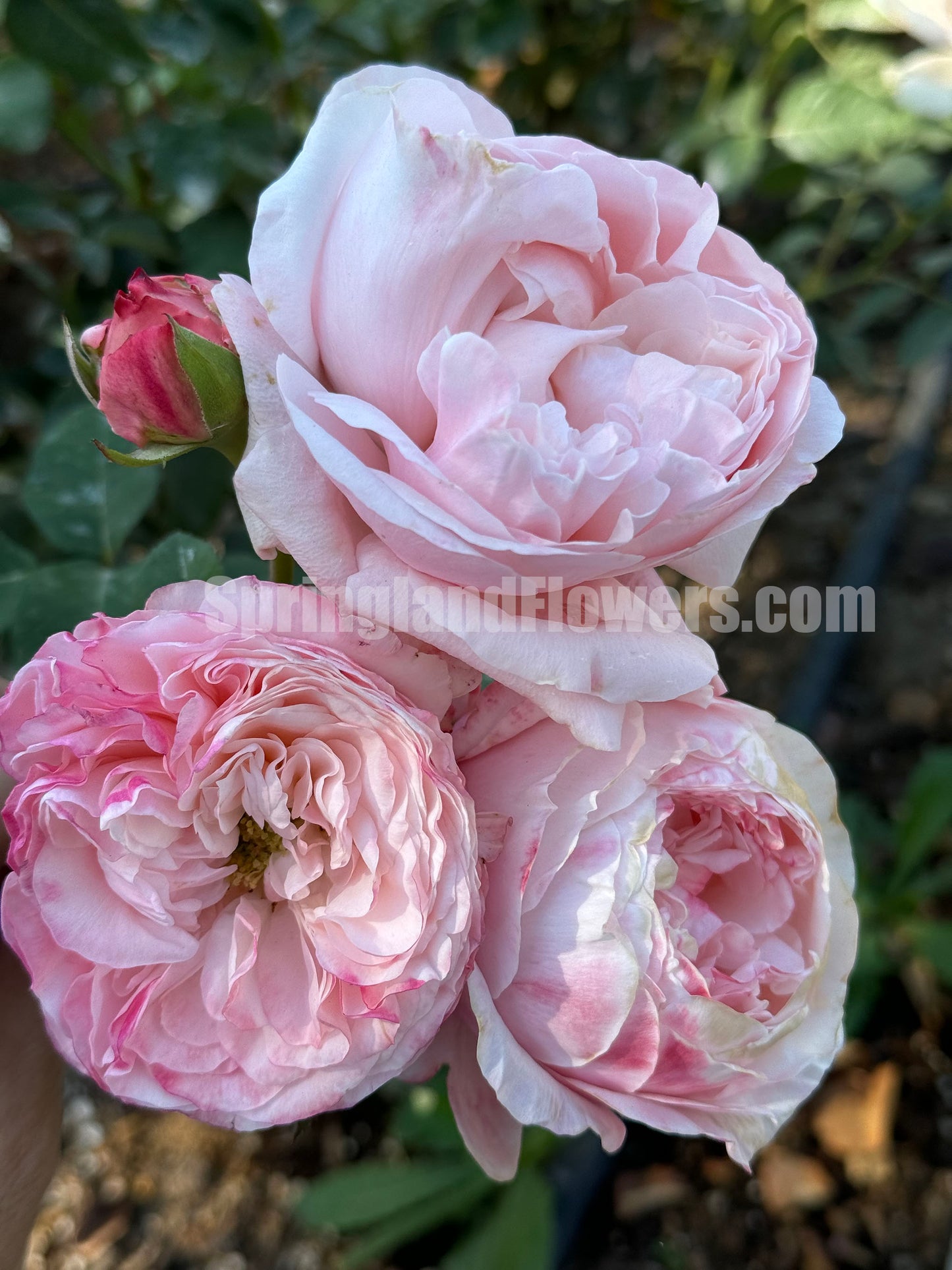 #SPC223,NEW 2022! Strawberry Droplet/FangZi 芳姿,Shrub Rose, 天狼月季,Strong Disease Resistance, Non-Grafted/Own Root.