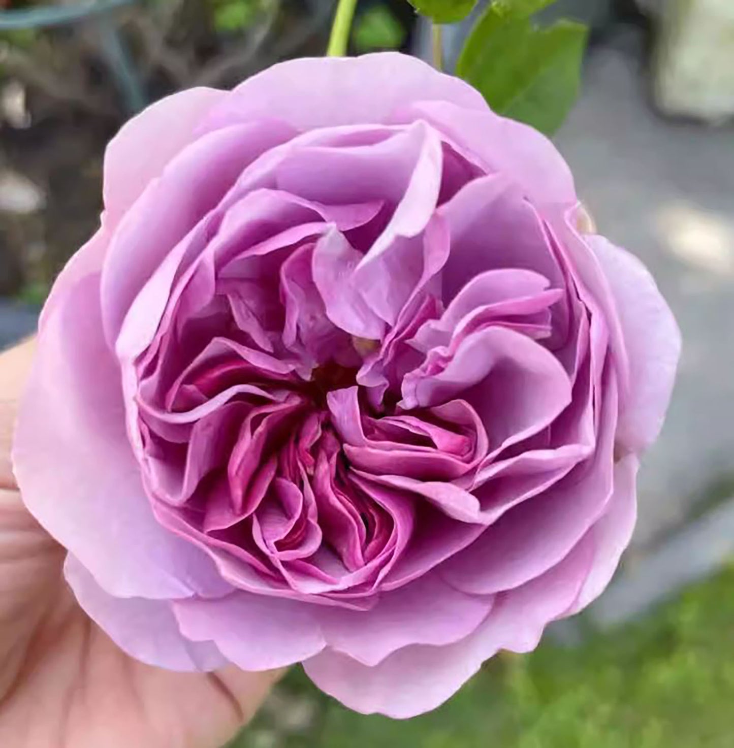 #SPJ108, Lavender Bouquet 薰衣草花环, Japanese Climbing Rose, Thornless, Non-Grafted/Own Root.