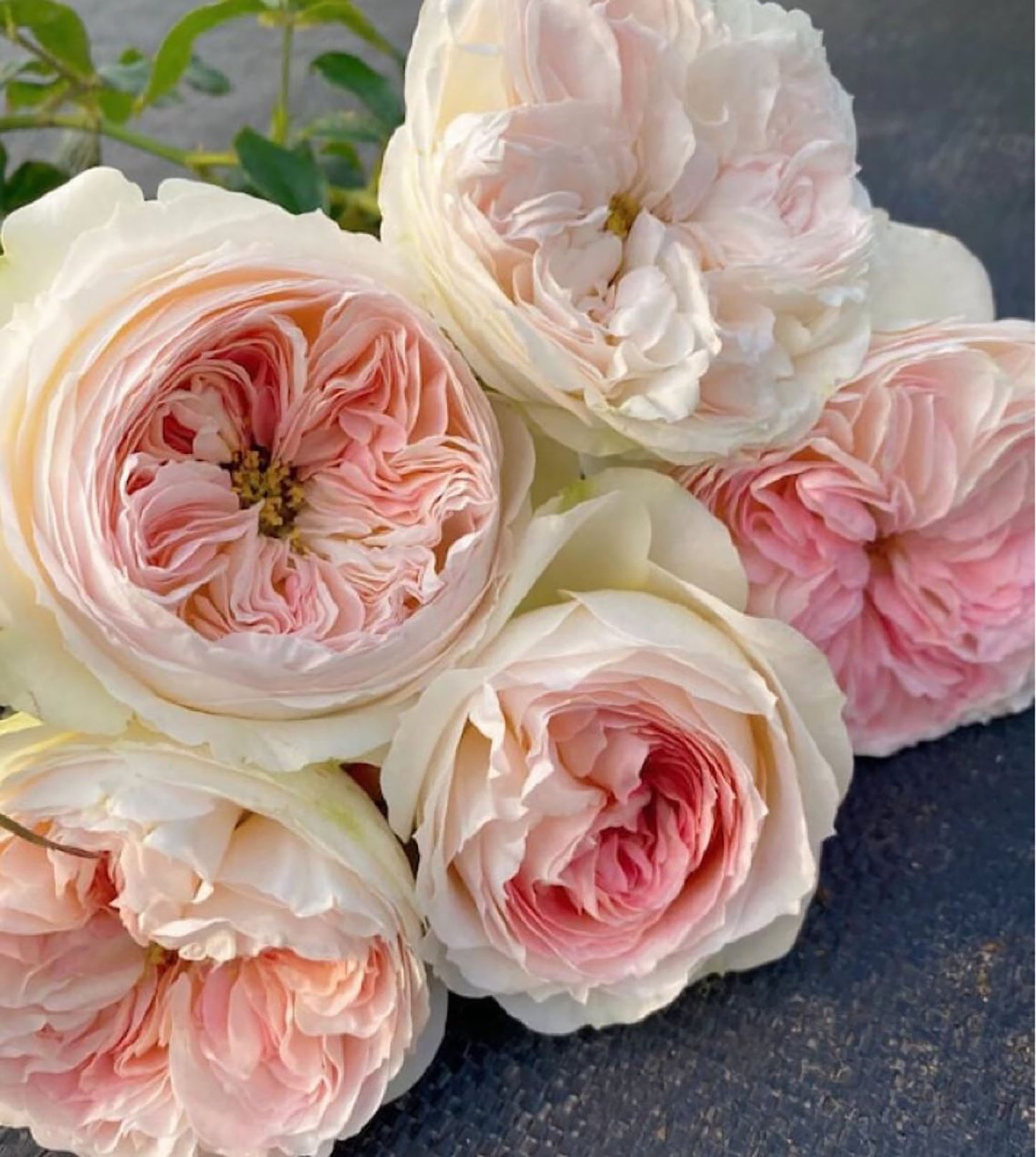 #SPN040,extremely similar to Lorena Summerhouse 蕾娜山庄, Florist Shrub Rose, Heat-tolerant, disease-resistant, Non-Grafted/Own Root.