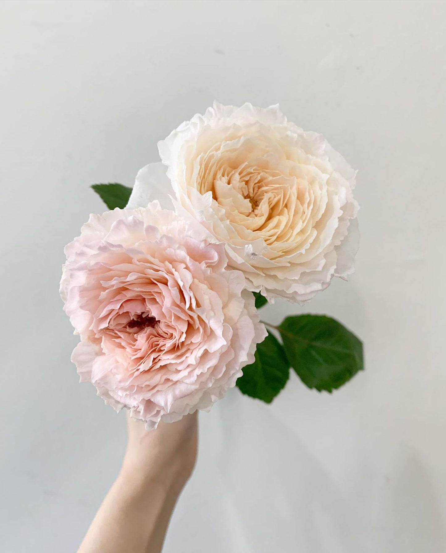 #SPJ151, Extremely Similar to Tsumugi-Hirari 紬-轻柔, Japanese Florist Shrub Rose, Non-Grafted/Own Root.