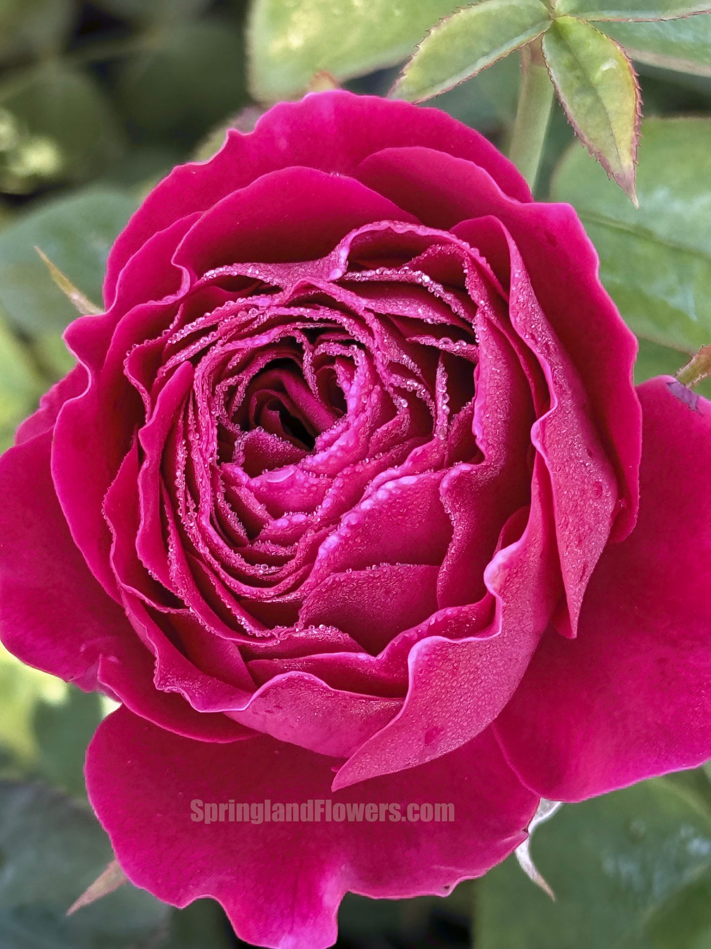 #SPJ171,Pas De Deux 双人芭蕾, Japanese Shrub Rose , Non-Grafted/Own Root.