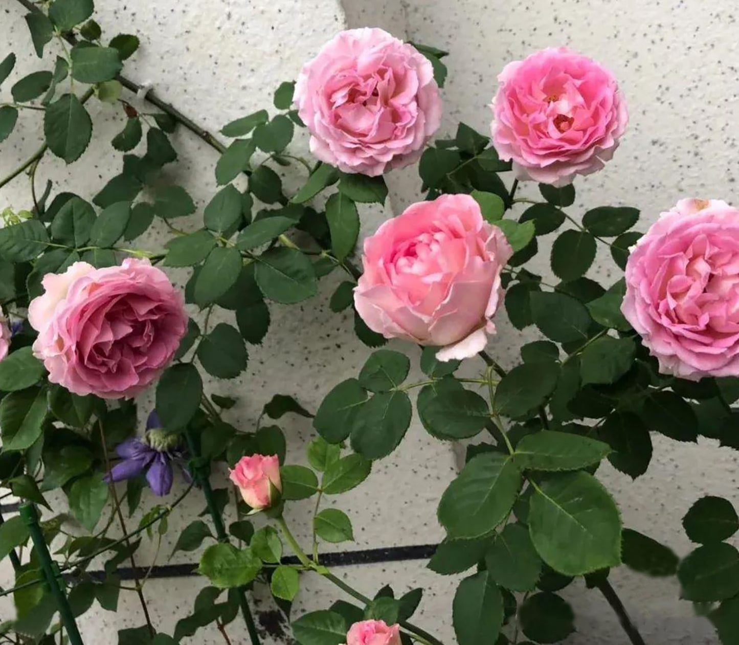 #SPC232,Silk Garment 罗衣,Thornless Climbing Rose , Rich Frangrance, Non-Grafted/Own Root.