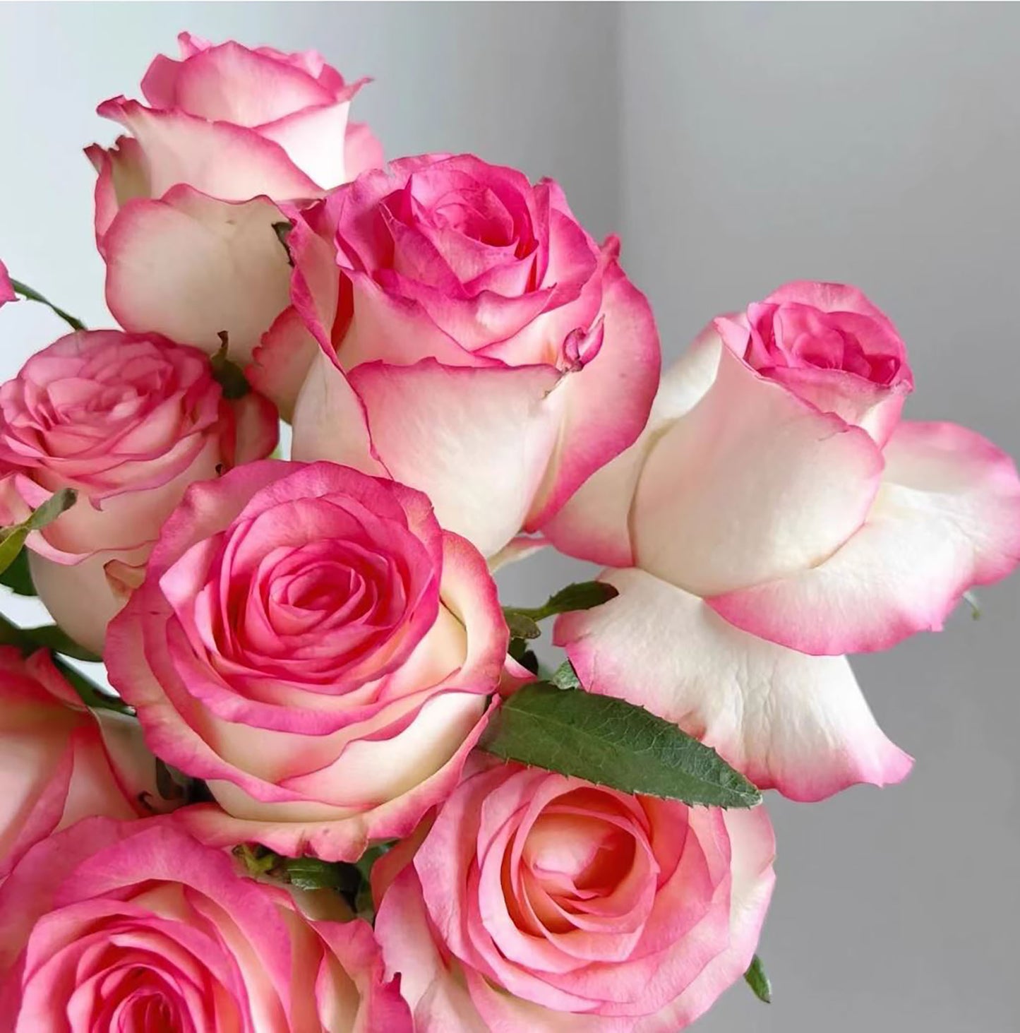 #SPN076, Jumilia 艾莎 ,Florist Shrub Rose, Non-Grafted/Own Root.