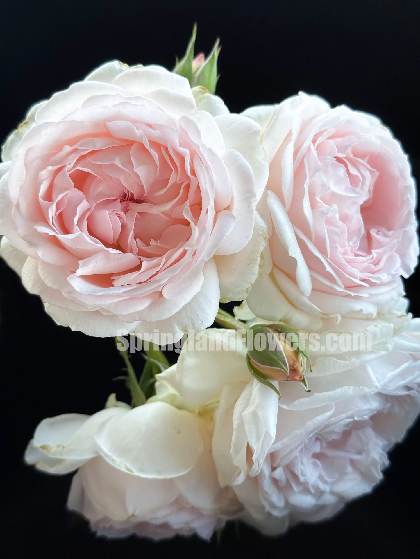 #SPJ112, Yukiwatari 雪渡, Japanese Shrub Rose,Heat-tolerant, Non-Grafted/Own Root.