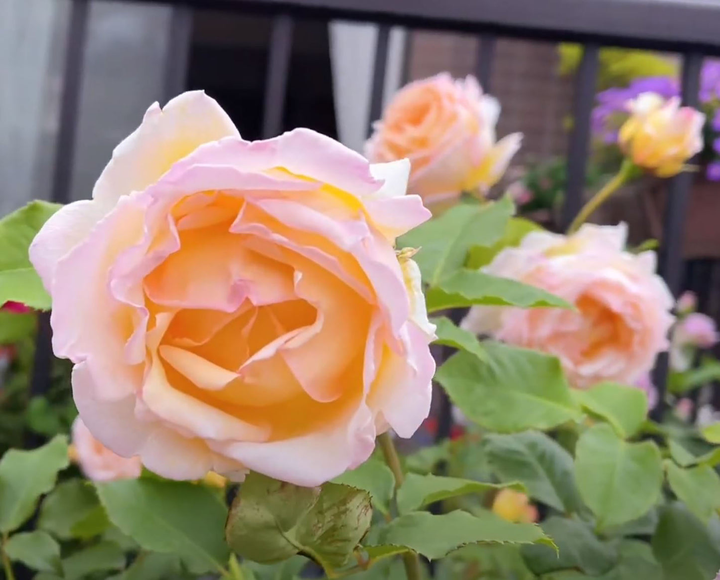 #SPJ077, extremely similar to Kaoruno 熏乃, Japanese Floribunda Rose, Strong fragrance. Non-Grafted/Own Root.