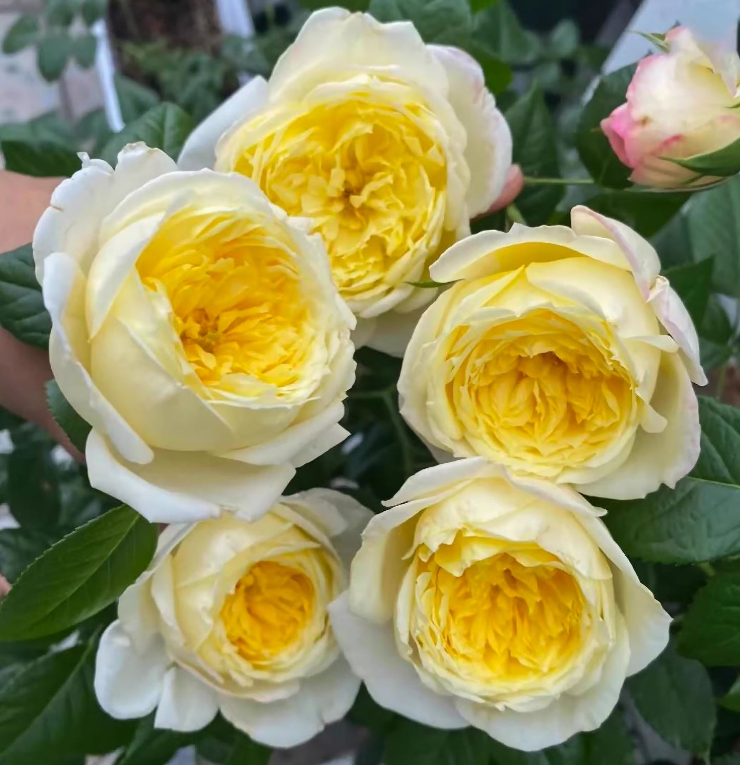 Amnesty International 大赦国际/柠檬雪酪,French Climbing Rose, Strong fragrance. Large. Heat Resistant.Non-Grafted/Own Root.