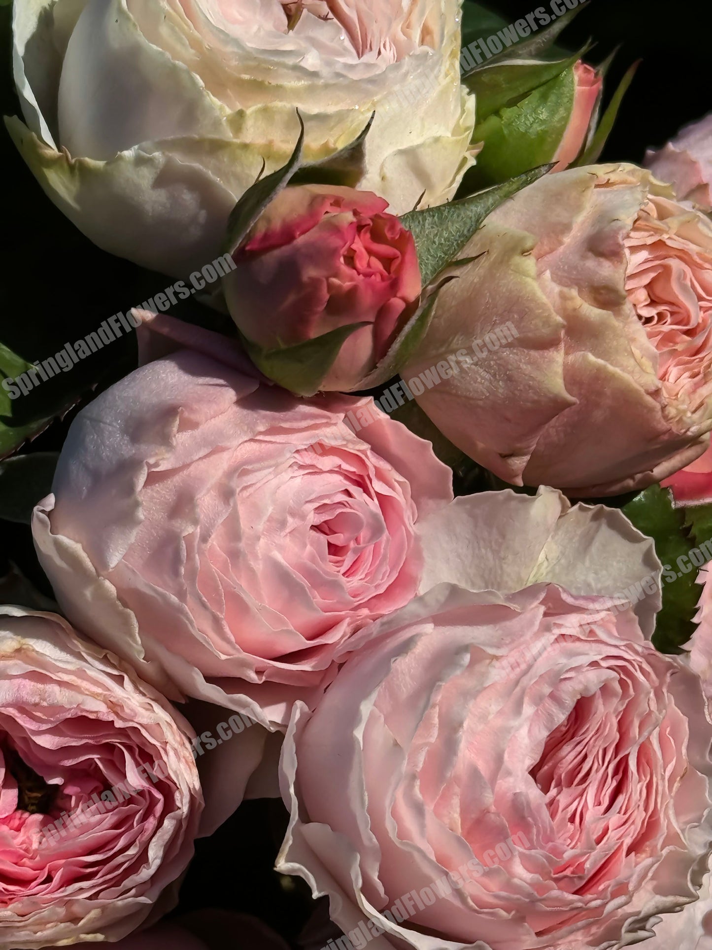 M-Pink Moon 粉月亮,Japases Floribunda Rose, Florists Rose. Thornless, Heat-tolerant, disease-resistant, Non-Grafted/Own Root.